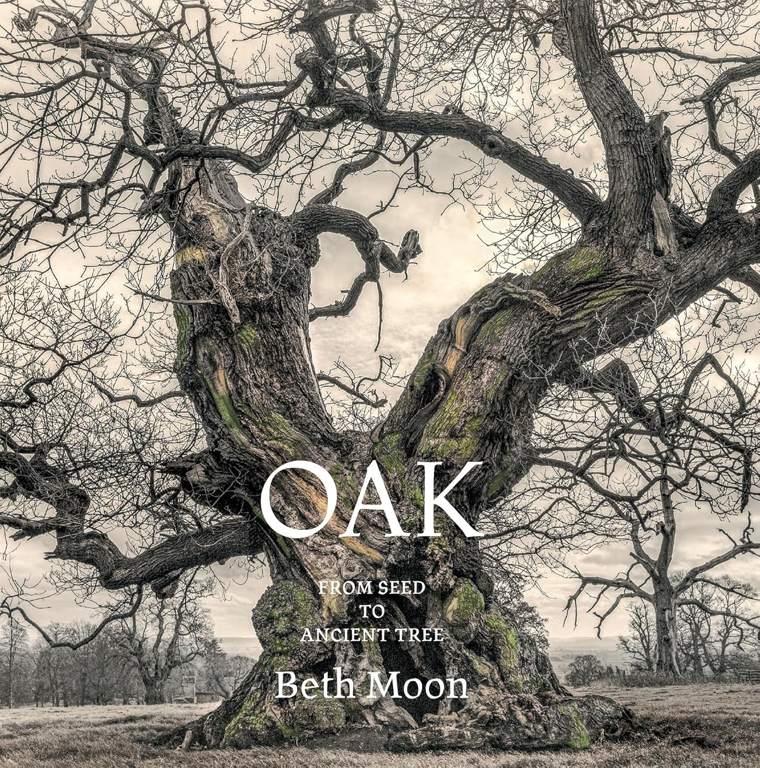 Oak: from Seed to Ancient Tree cover