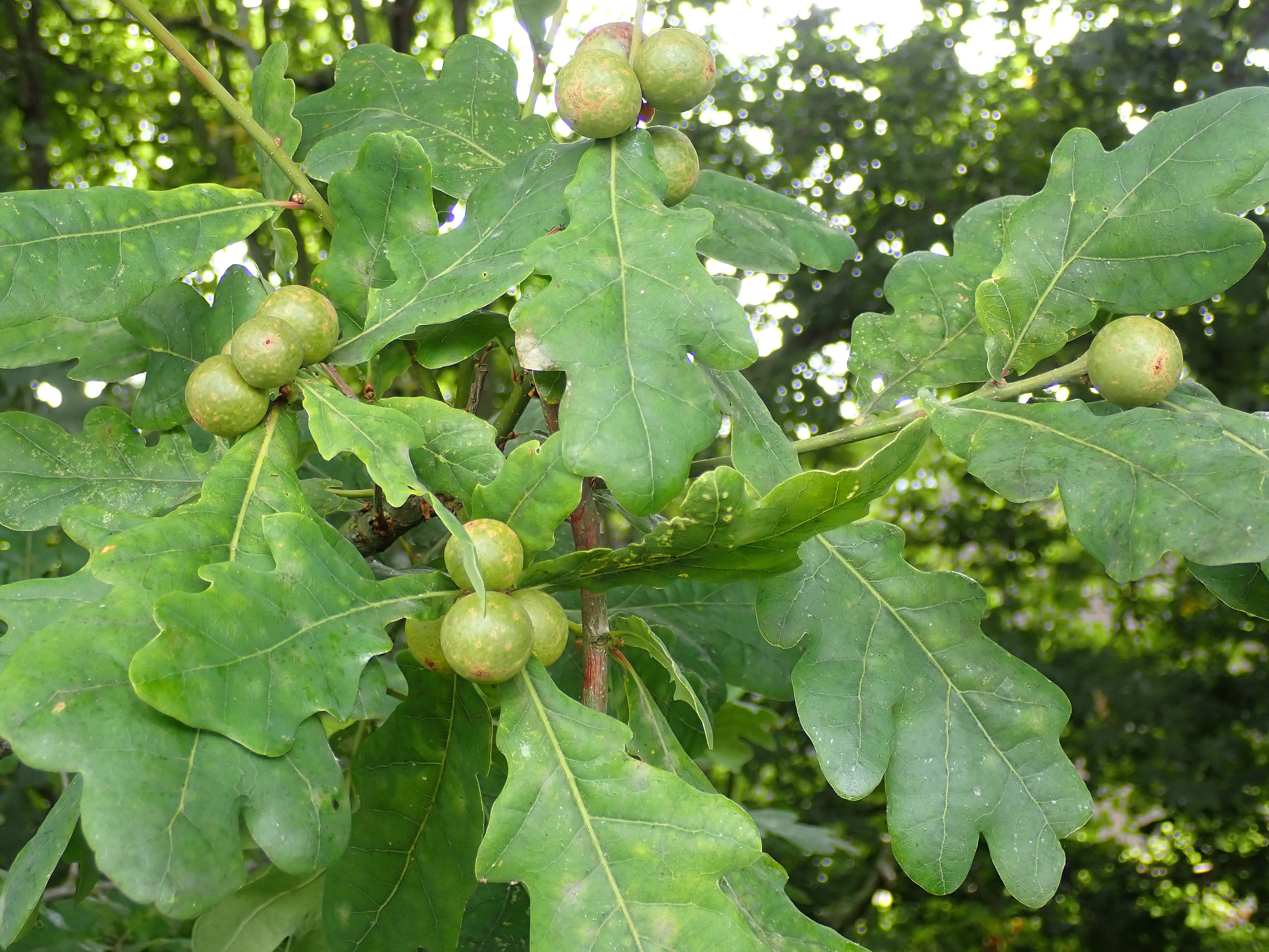 Andricus kollari marble galls on pedunculate oak (Quercus robur). © Phil Brandon Hunter. Reproduction licensed under the Creati