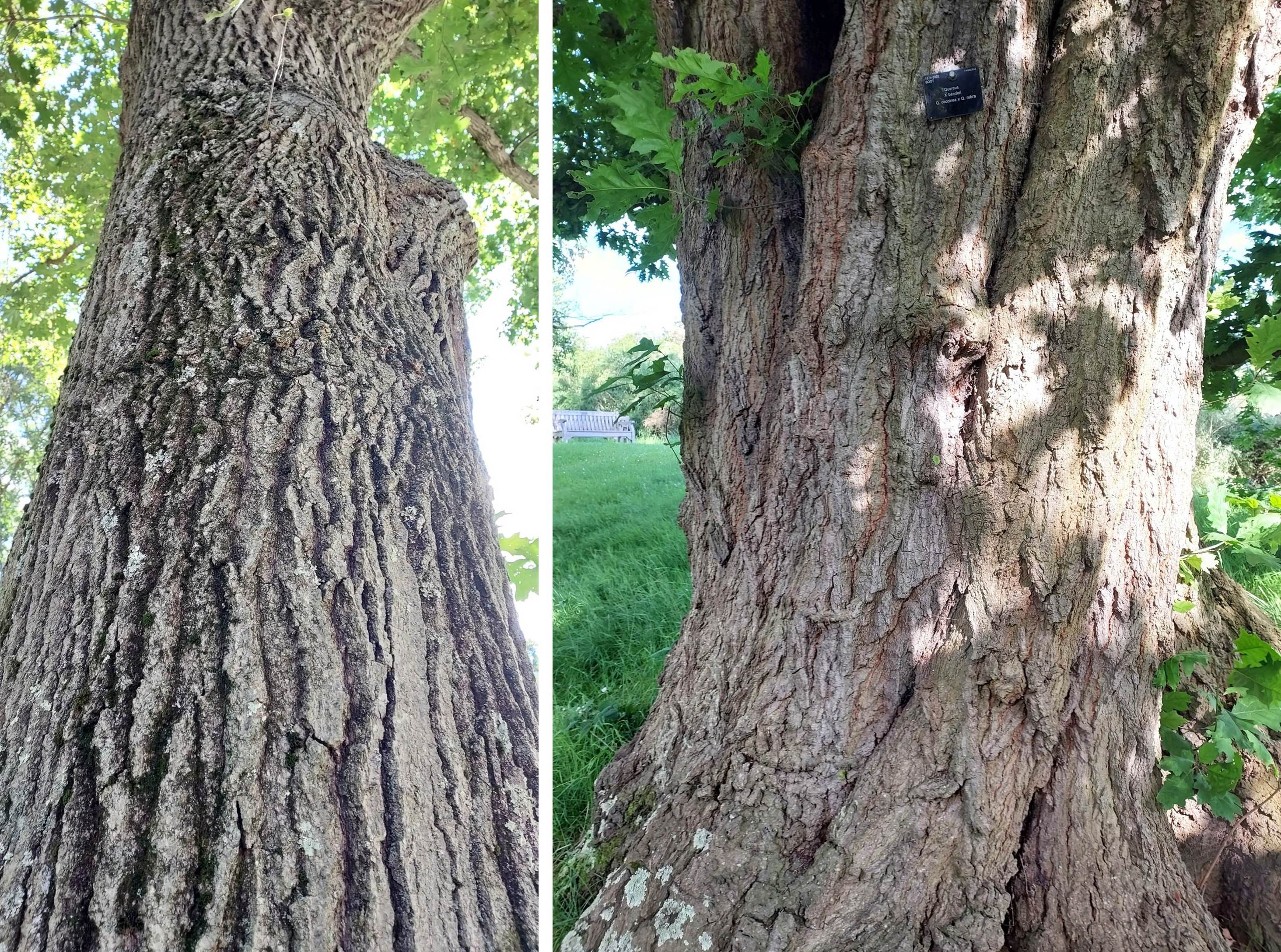 Bark on Quercus benderi at the Arnold and at Kew (c) Roderick Cameron