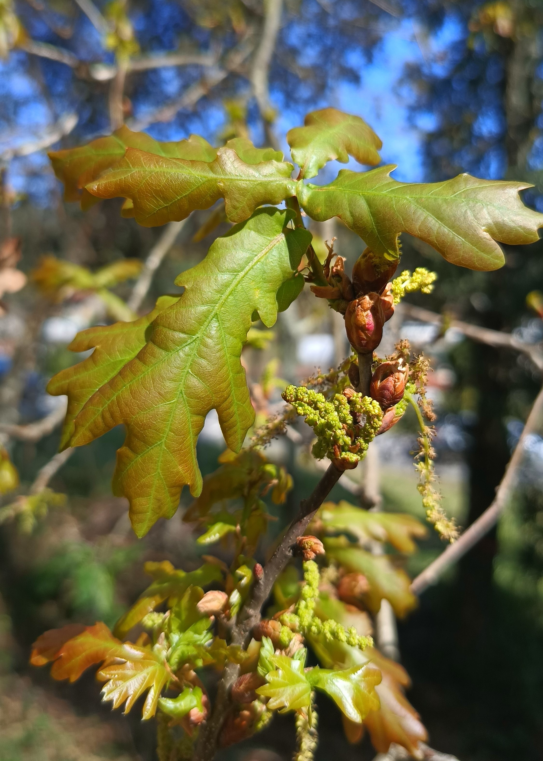 Quercus flowers