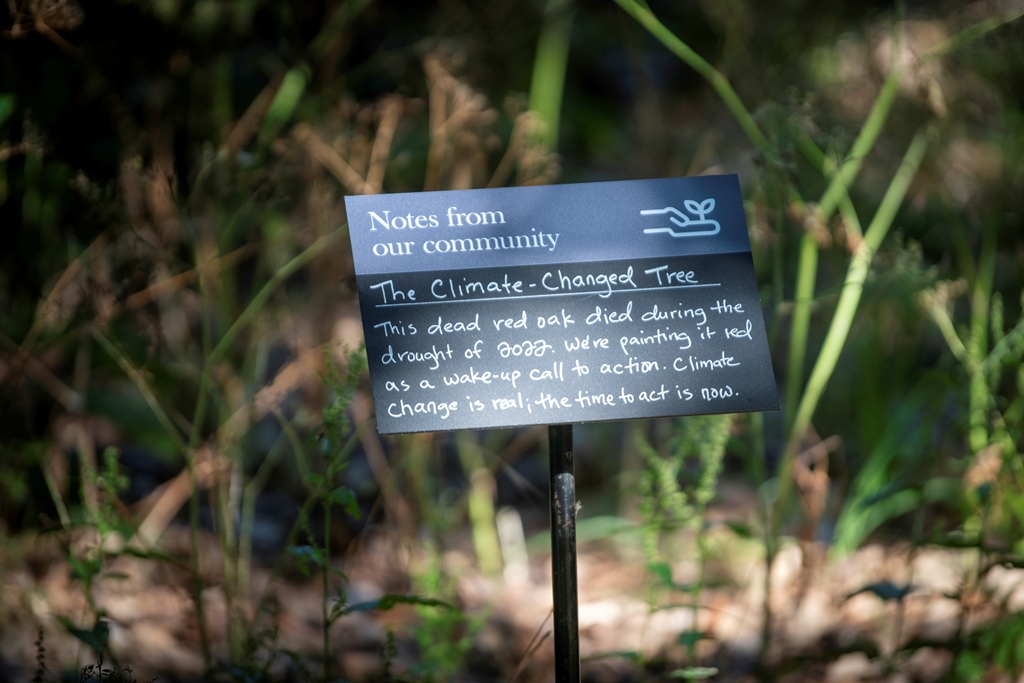 Climate Changed Oak Tree at Kew Gardens marks start of London Climate Action Week (c) RBG Kew, Jeff Ede