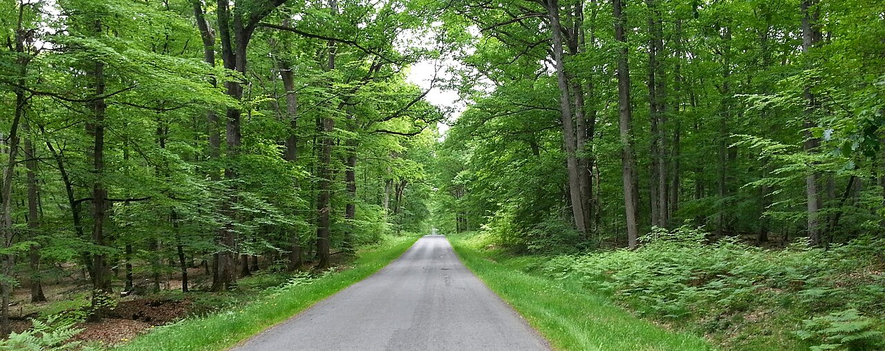 Forest of Tronçais, France