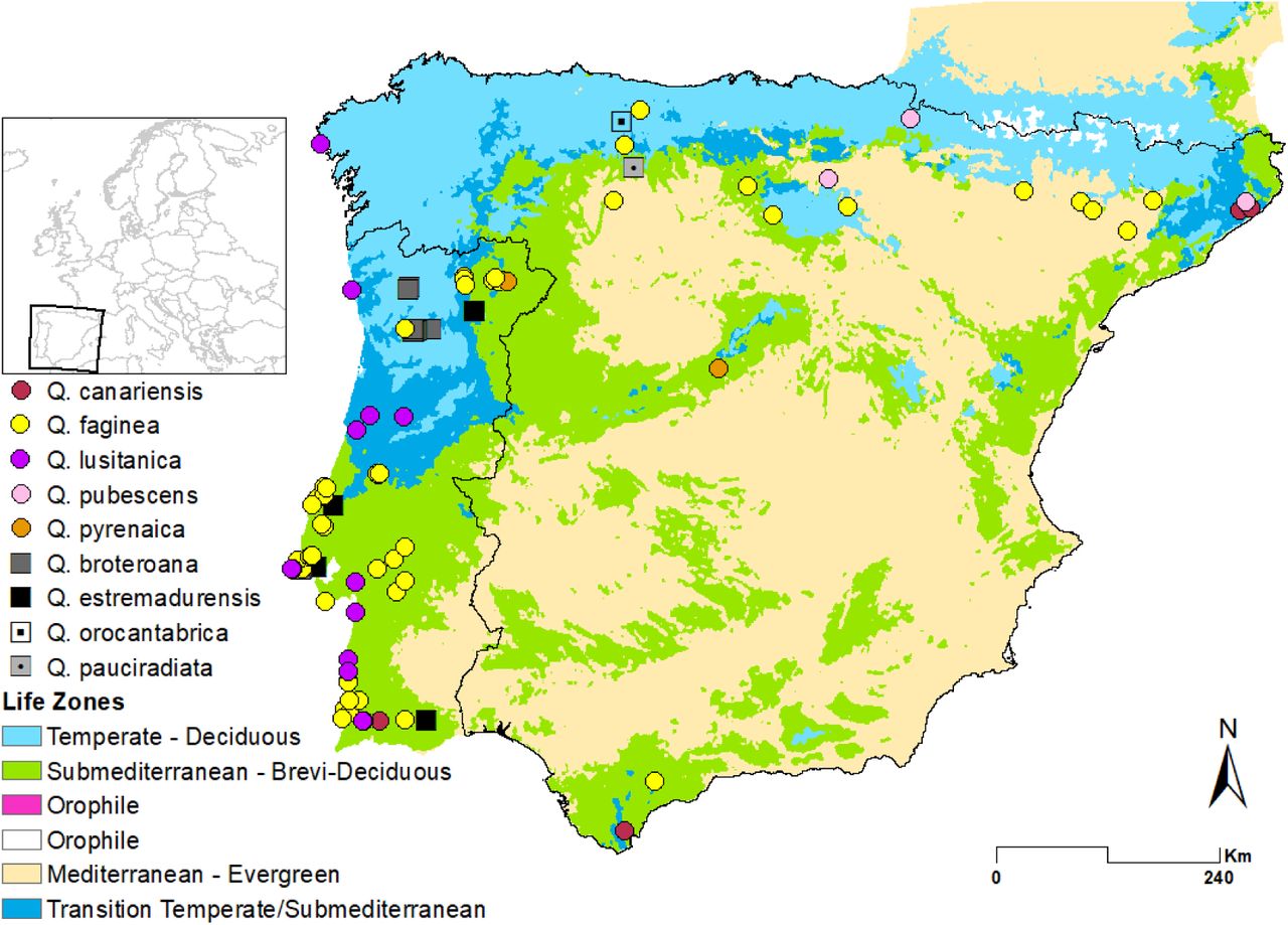 Fig. 1 Iberian White oaks sampling distribution. Sampling locations are placed above the main biogeographic lifezones obtained b
