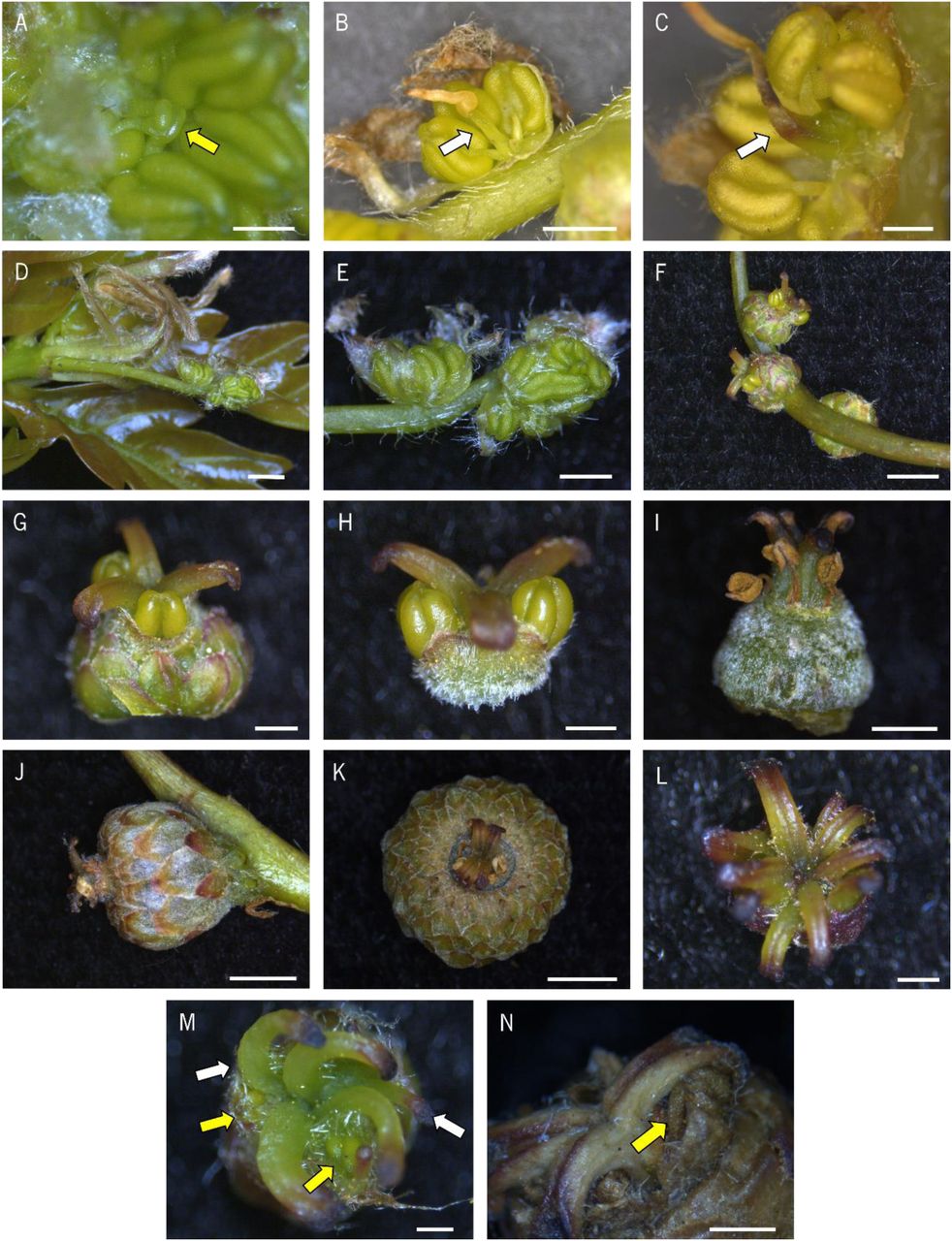 Figure 3: Floral anomalies in Quercus orocantabrica.