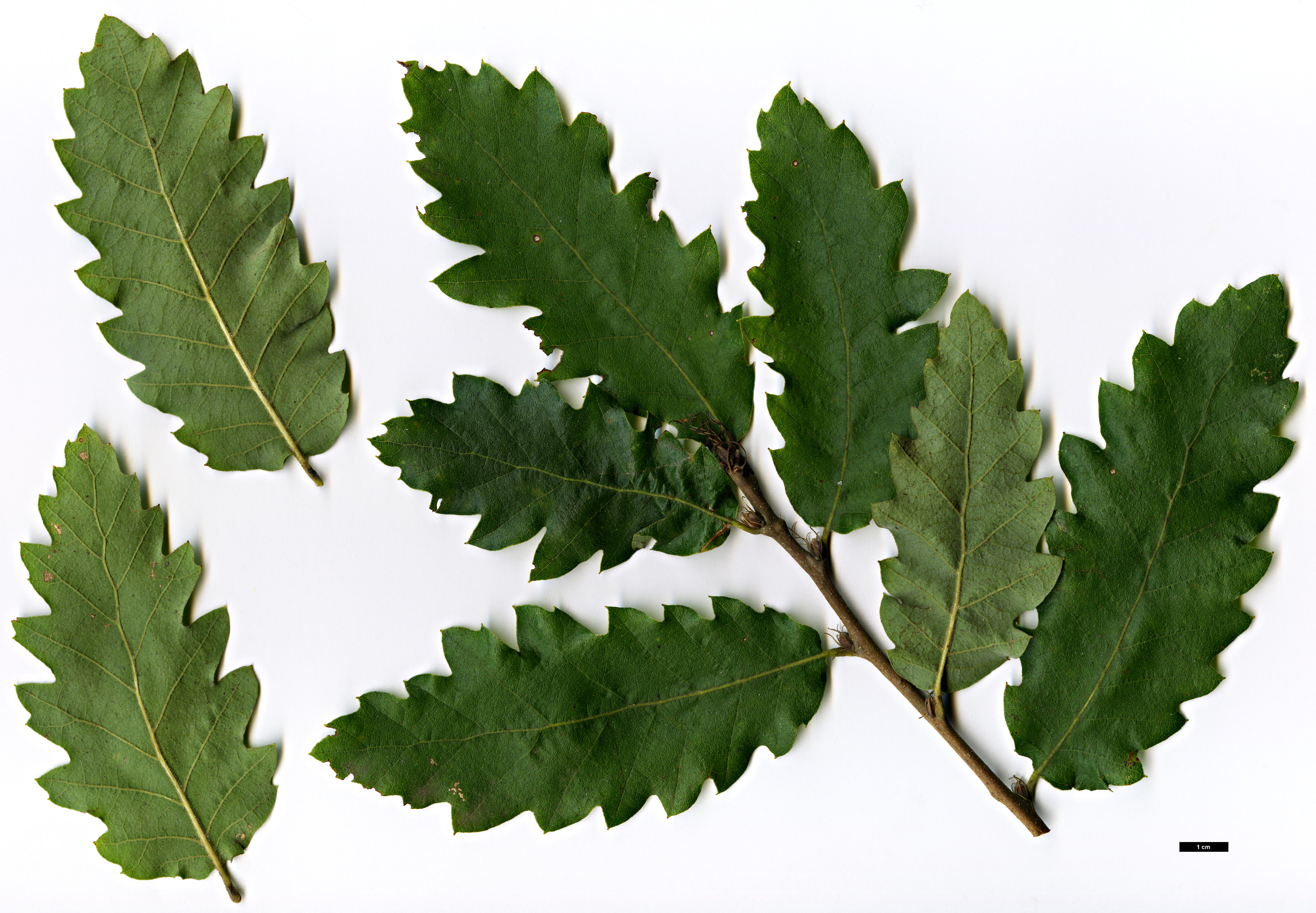 Quercus afares x cerris Arboretum du Passadour © Jan De Langhe, Ghent University Botanical Garden & Arboretum Wespelaar