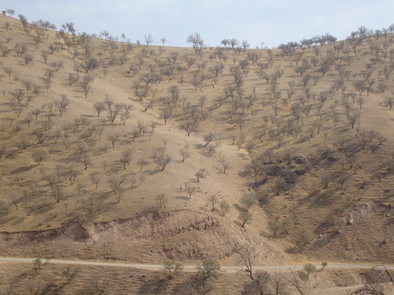 Figure 5. Forest severe decline, Chaharmahal & Bakhtiari Province (Photo by Mehdi Pourhashemi)