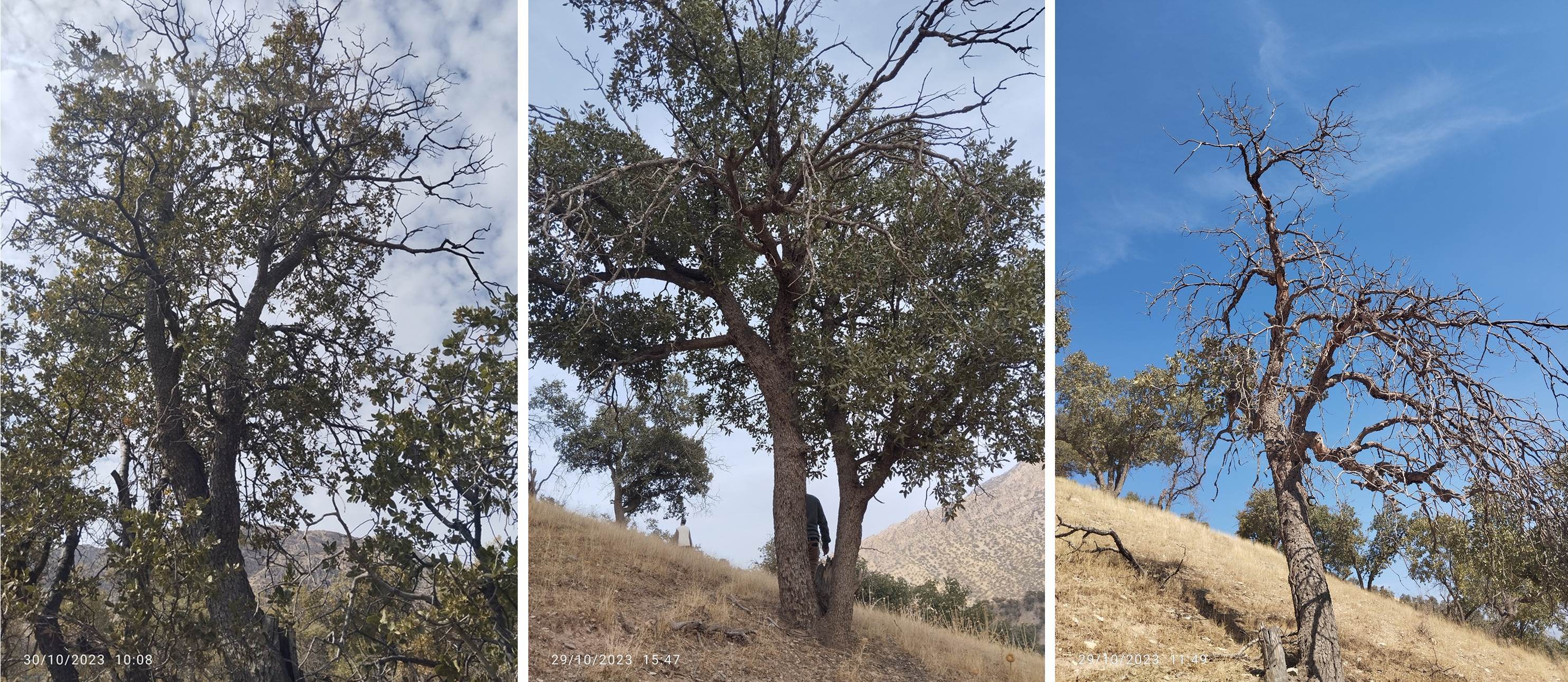 Figure 3. Low (left), moderate (center), and severe (right) dieback in Quercus brantii, Chaharmahal & Bakhtiari Province (Photos