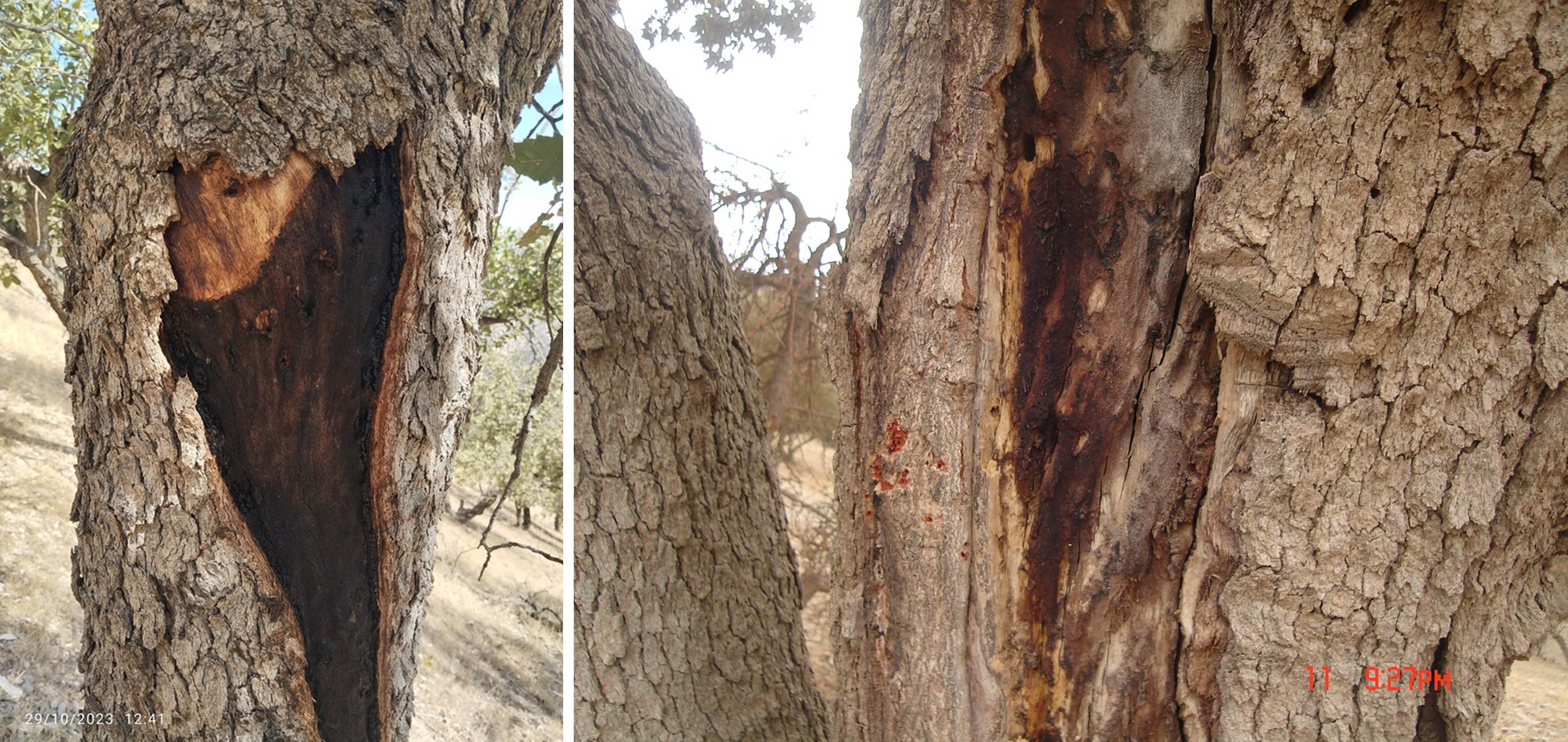 Figure 4. The symptoms of Biscogniauxia mediterranea in Quercus brantii, Ilam Province (Photos by Mehdi Pourhashemi)