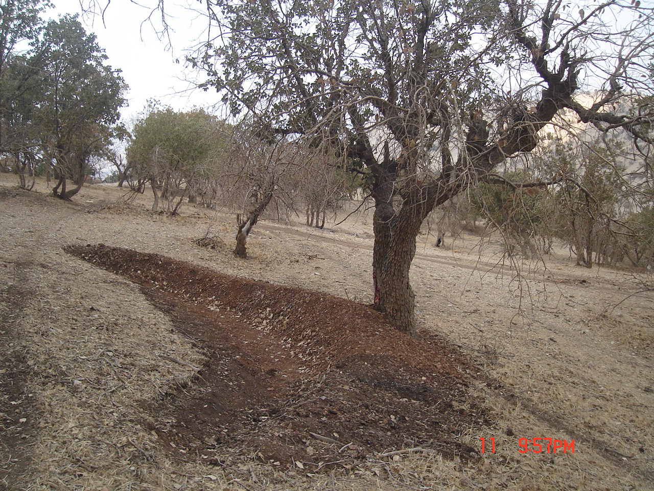 Figure 6. The construction of crescent-shaped bunds uphill of Quercus brantii, Ilam Province (Photo by Mehdi Pourhashemi)