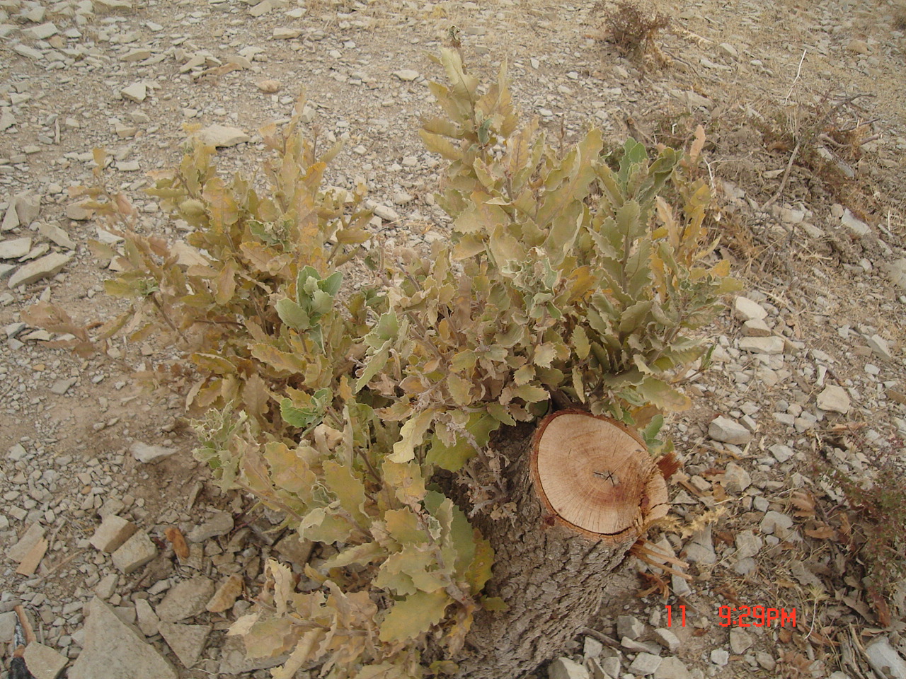 Figure 7. Resprouting of Quercus brantii affected by oak decline after cutting, Fars Province (Photo by Mehdi Pourhashemi)