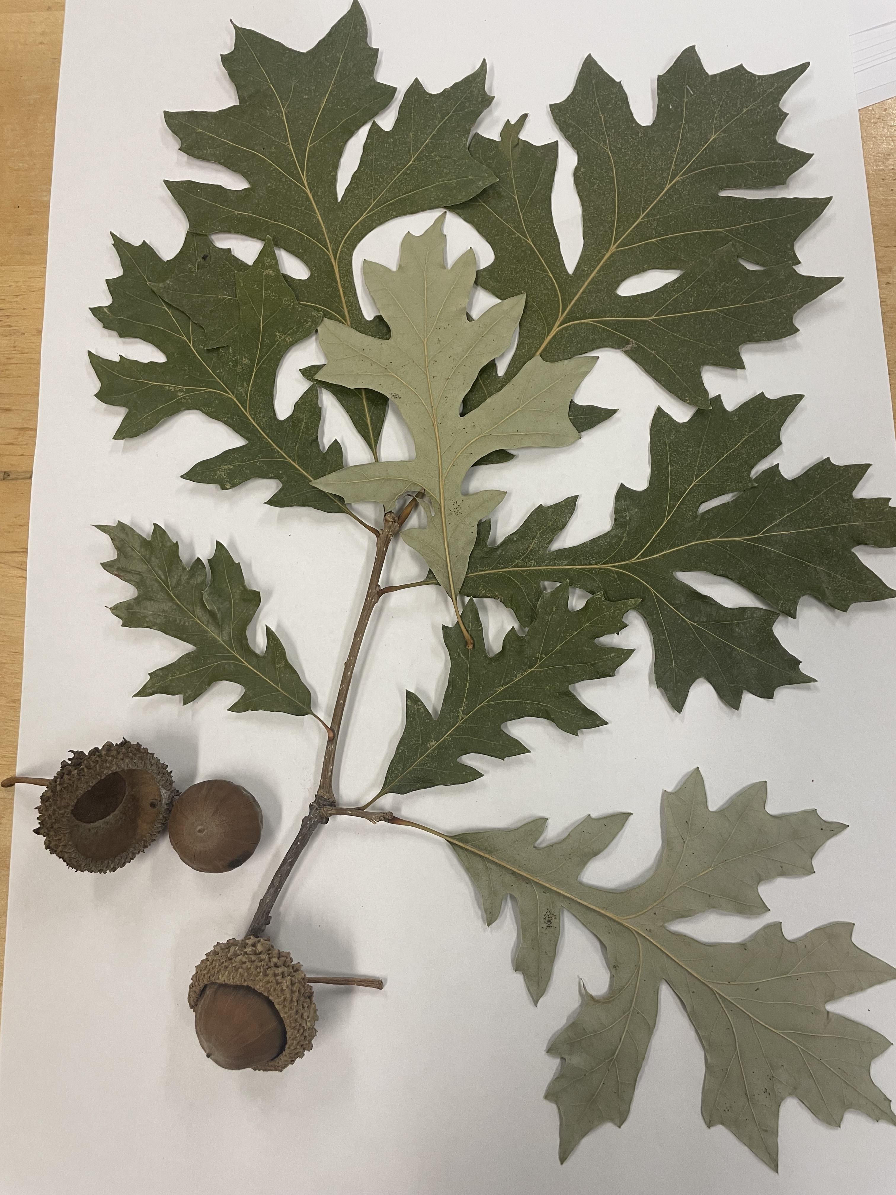  Herbarium specimen, photo credit Cody Azotea