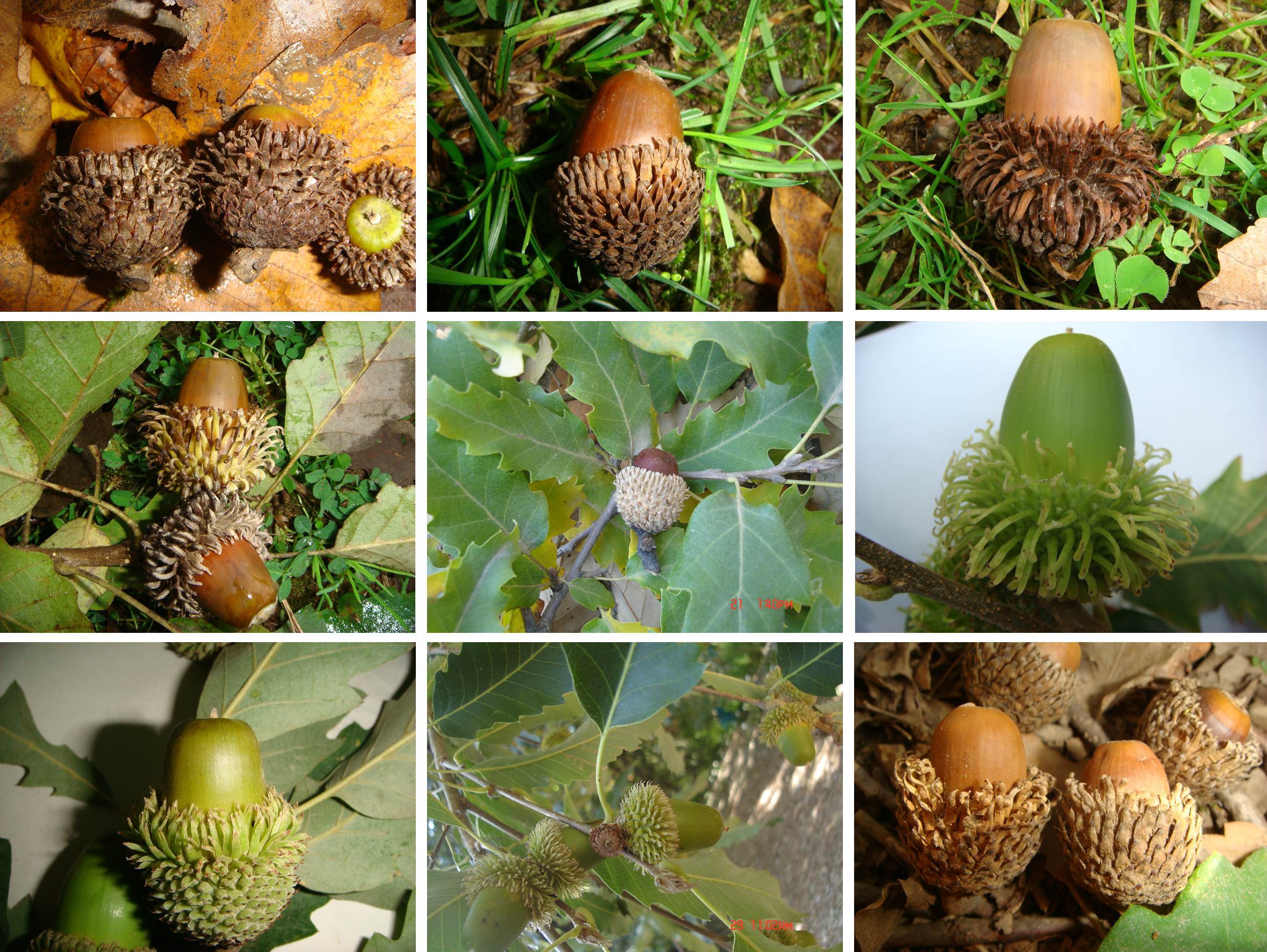 Figure 15. Acorn diversity of  Quercus castaneifolia © Parisa Panahi