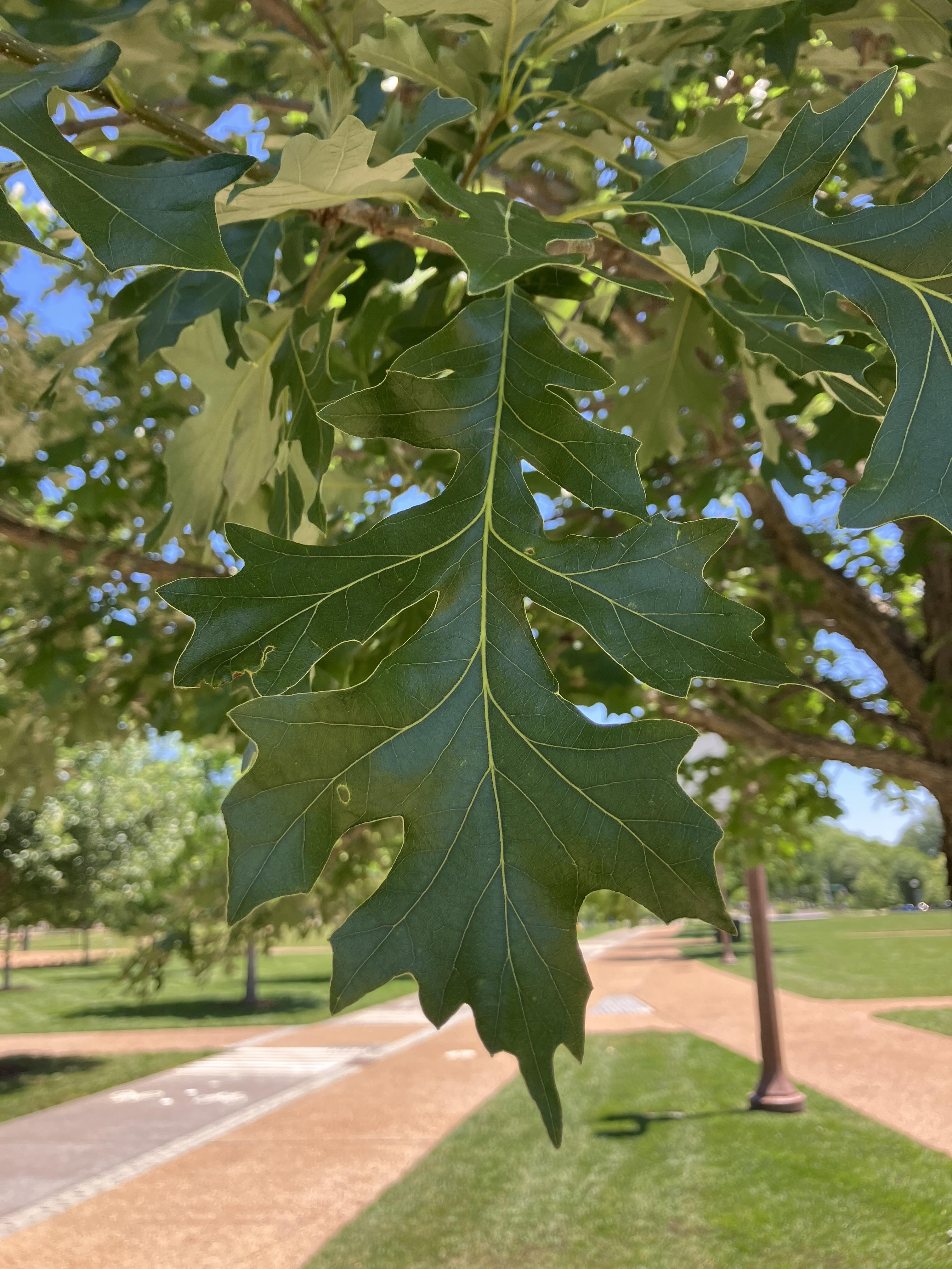 Summer foliage, photo credit Cody Azotea
