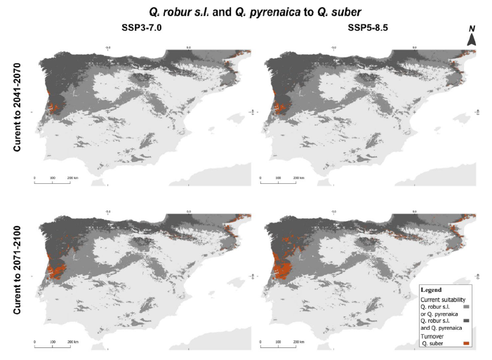 Fig. 11 Turnover from Q. robur s.l. and Q. pyrenaica current suitable area to Q. suber under two climate scenarios (SSP3-7.0 and