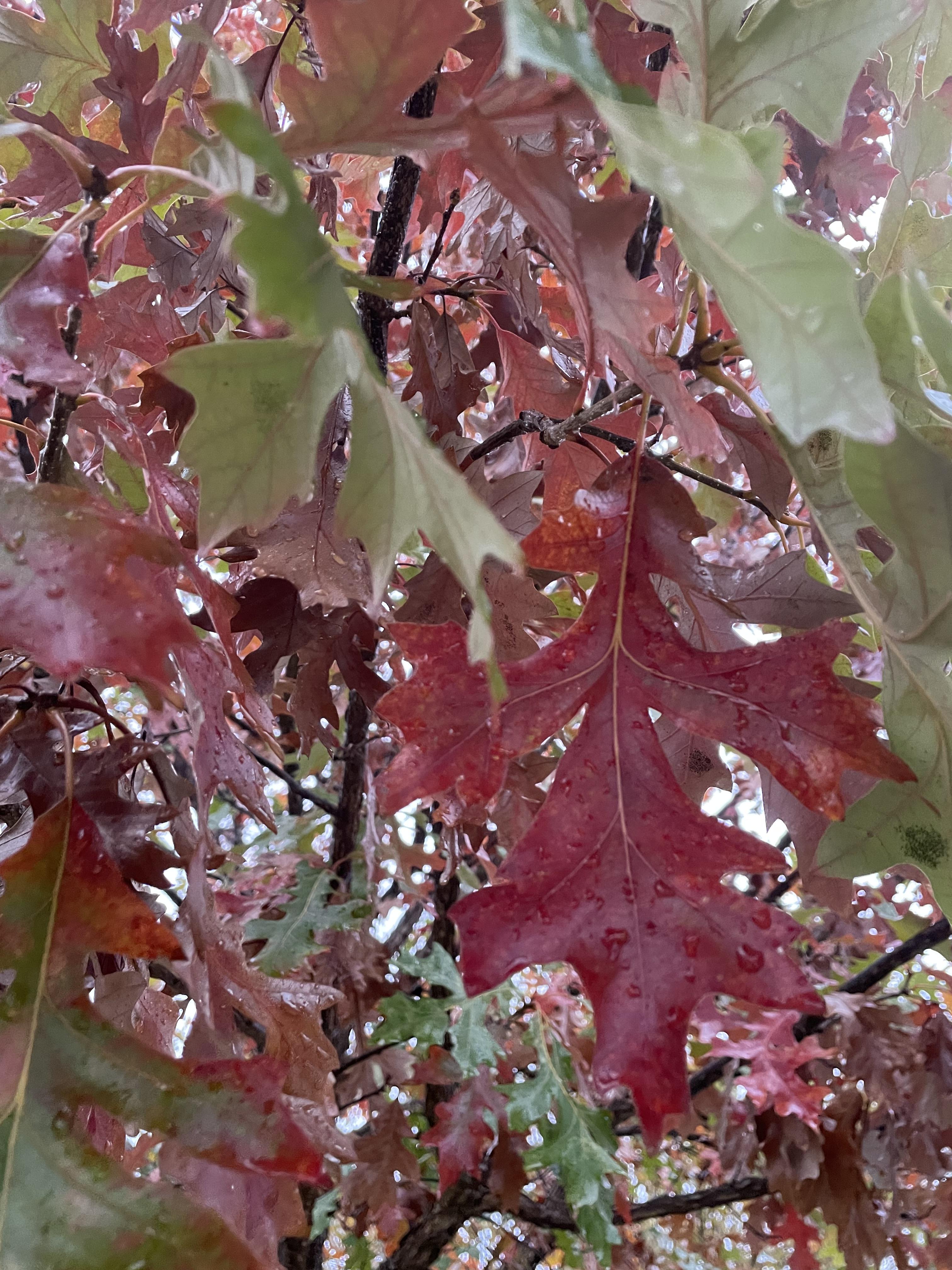 Fall foliage, photo credit Cody Azotea