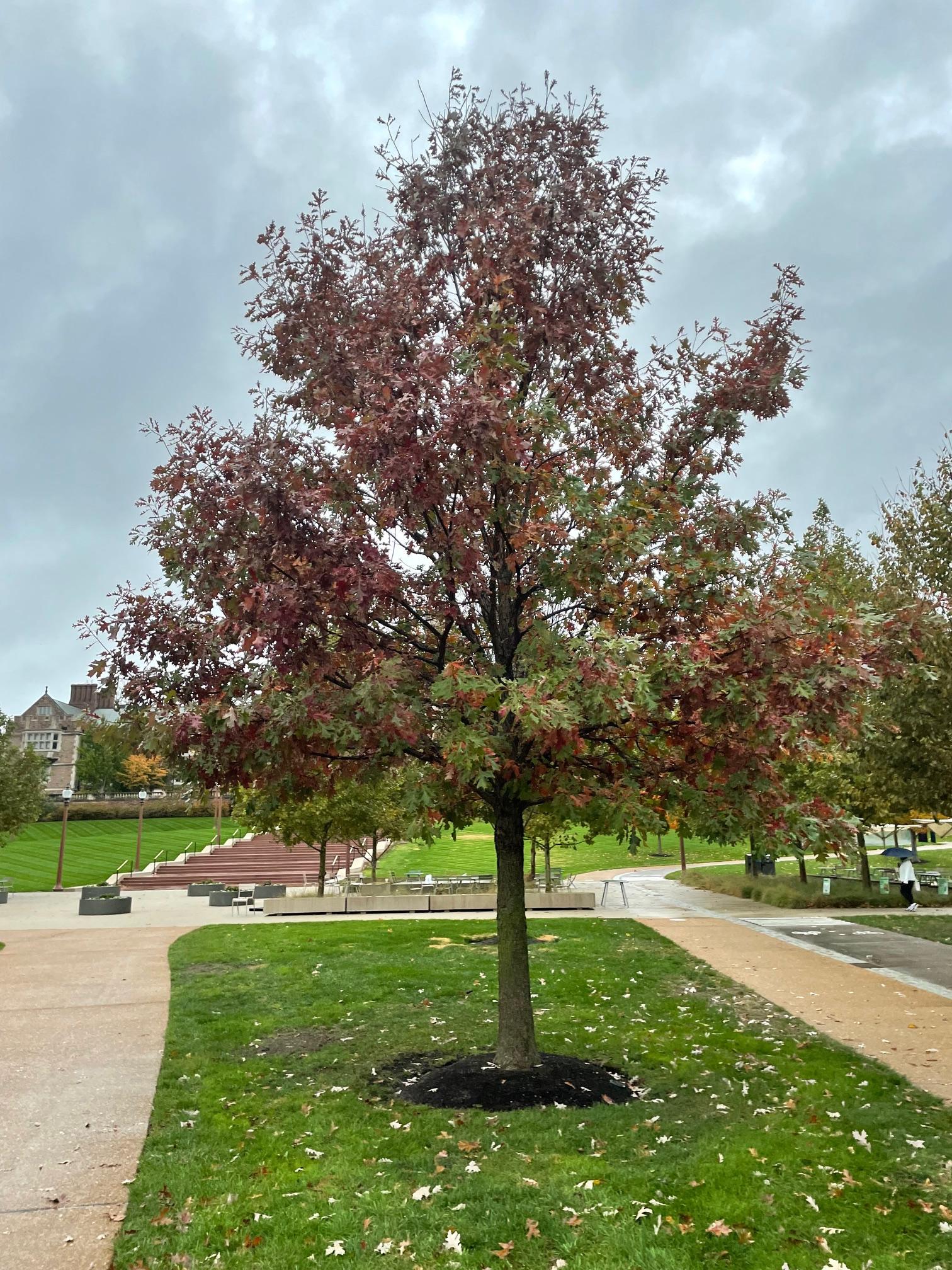 Tree Form/Fall Color, Photo credit Cody Azotea
