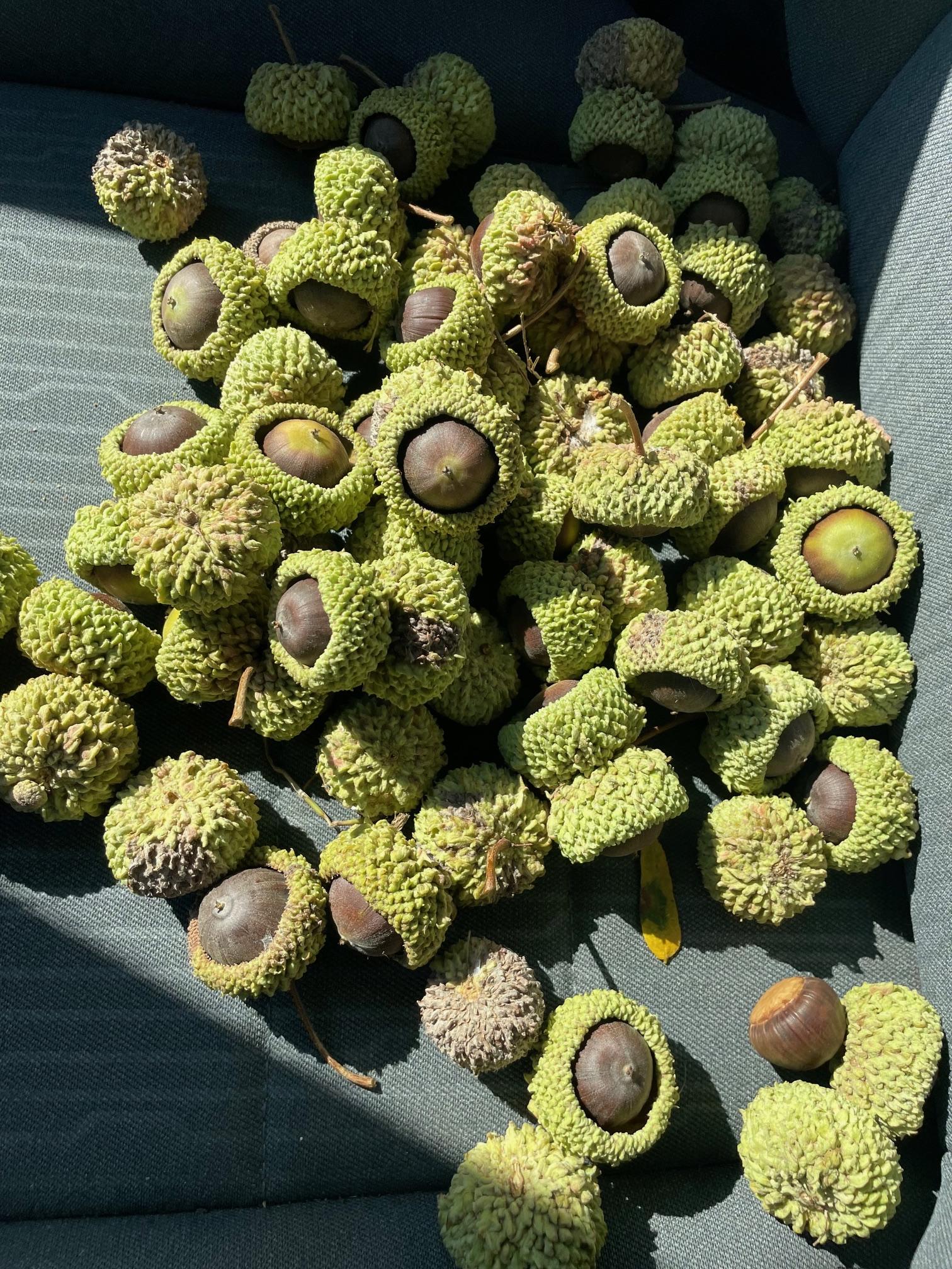 Acorns, credit C. Azotea