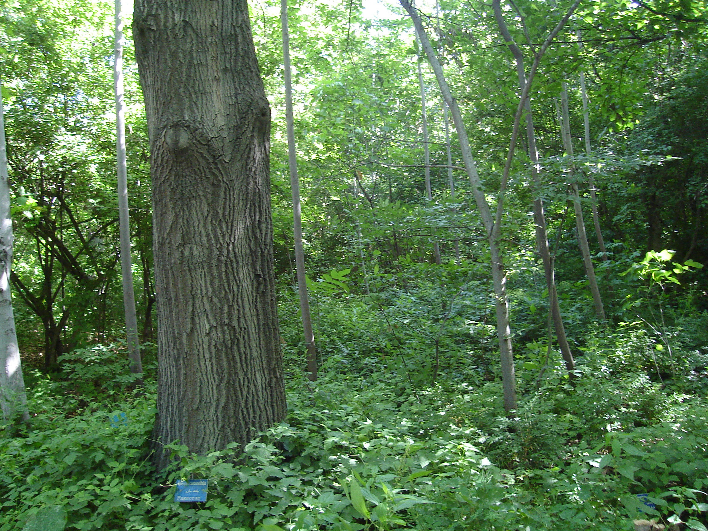 Figure 10. Quercus castaneifolia cultivated in National Botanical Garden of Iran, Tehran province © Parisa Panahi