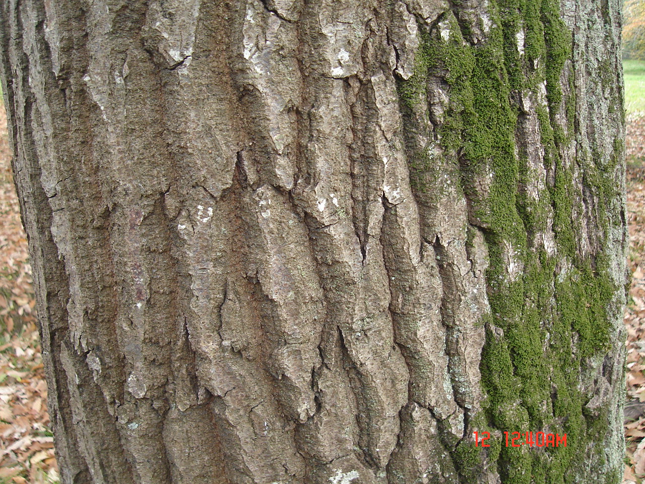 Figure 13. Bark of Quercus castaneifolia © Parisa Panahi