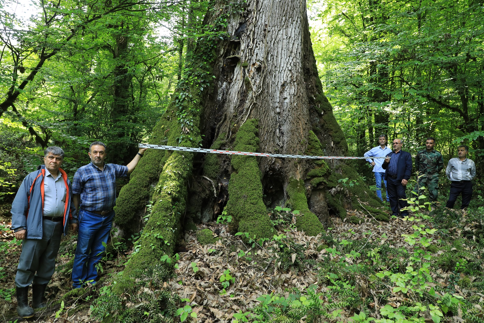 Figure 7. The tallest individual of Q. castaneifolia in Iran. Location: Lirasara Forest, Mashalak, Nowshahr, Mazandaran province