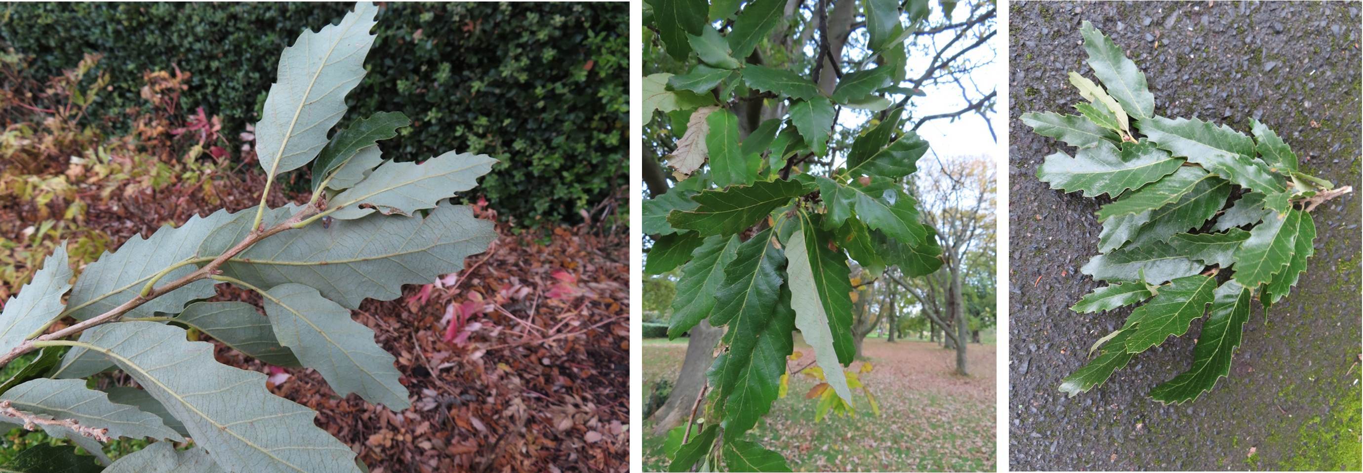 Foliage at Glasnevin