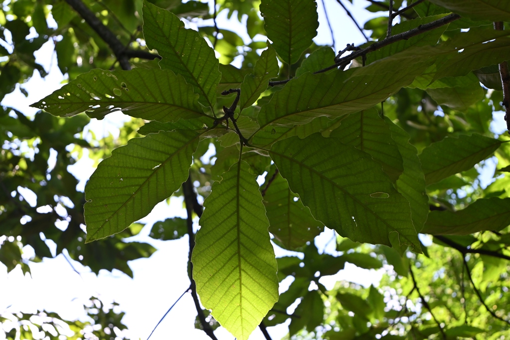 An oak that sparked debate at Tenbosch