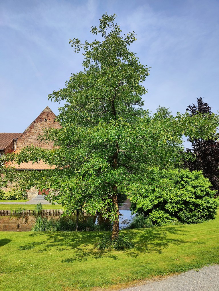 A Quercus macrocarpa with deep-cut leaves at Kasteel van Widooie (C) Jeroen Braakman