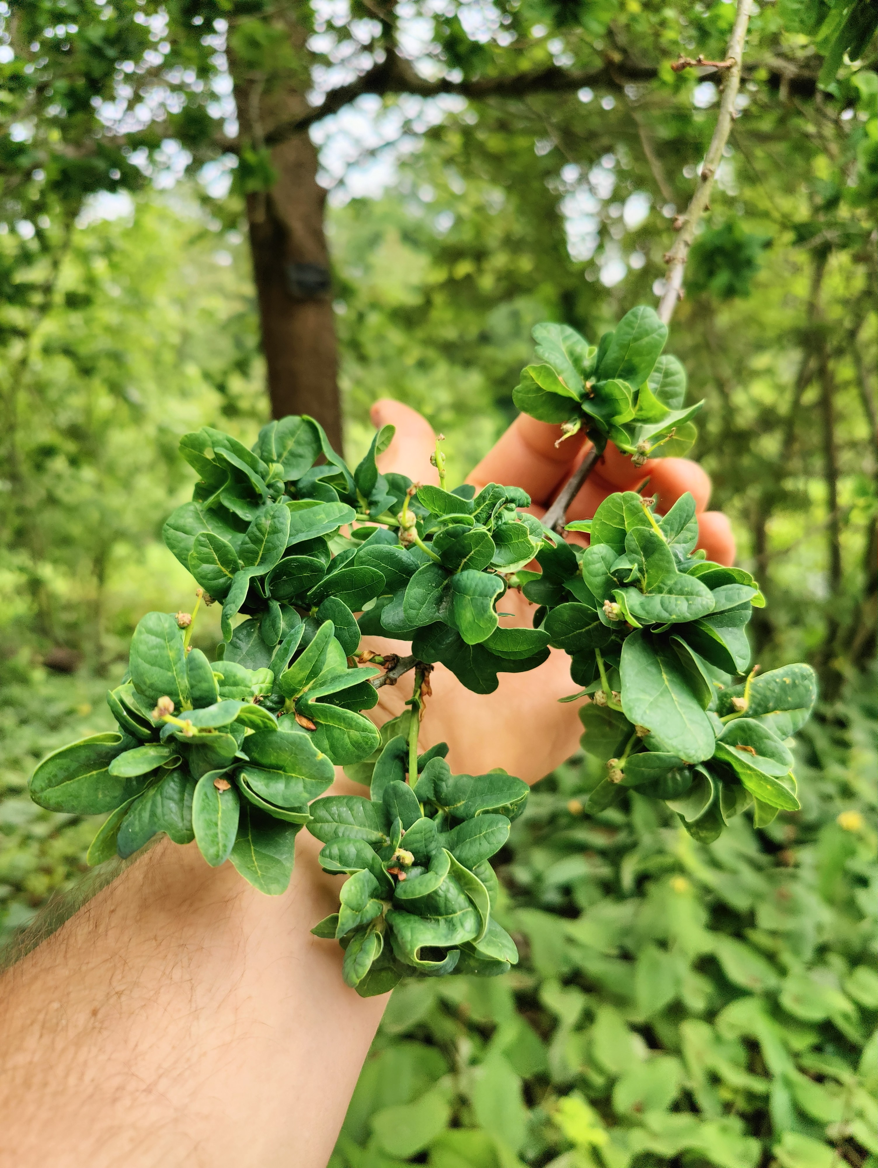 Quercus xhaynaldiana 'Bokrijk'