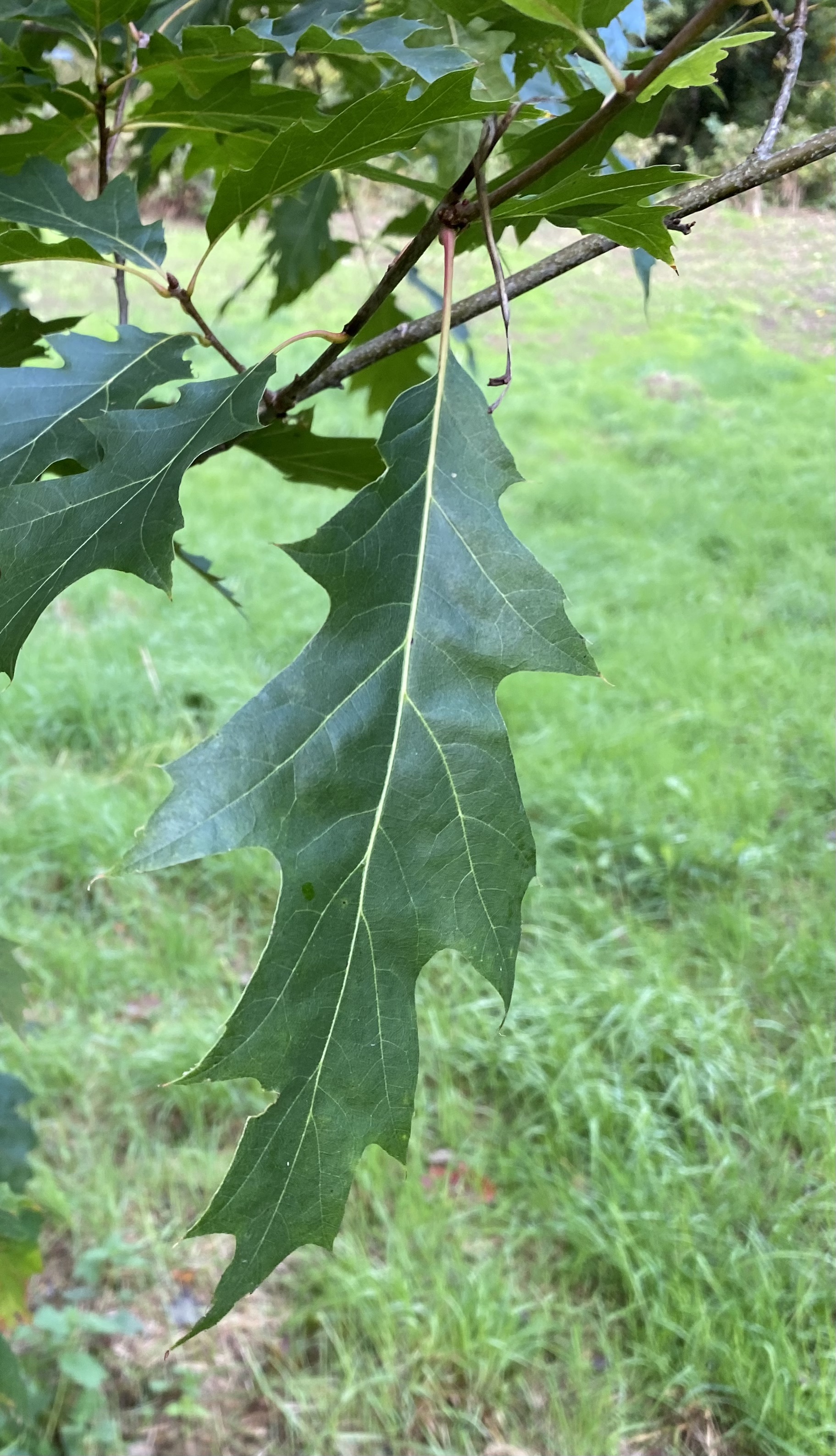 Quercus ×benderi at Chevithorne Barton