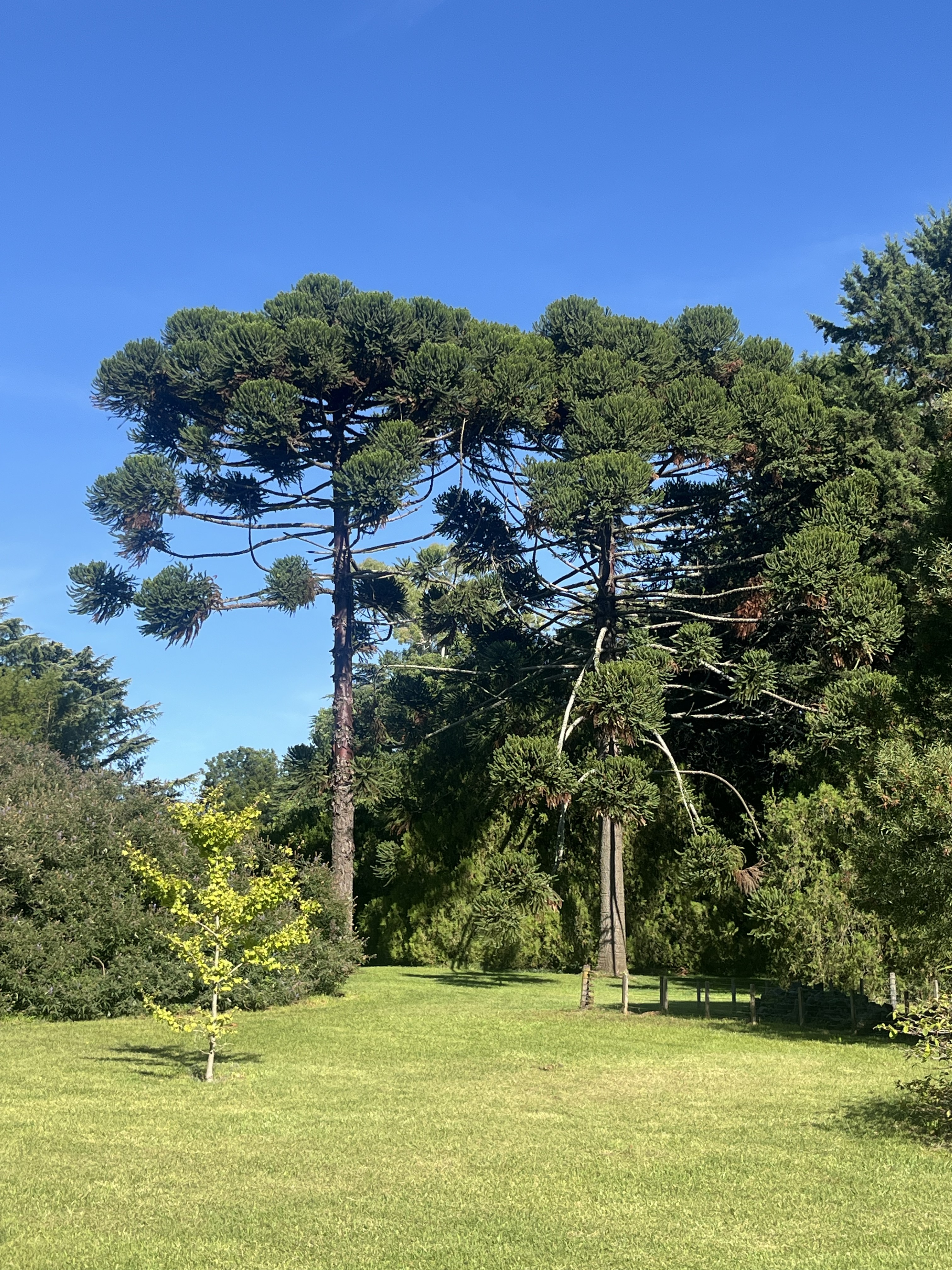 Araucaria araucana, some of the many impressive conifers at San Miguel Arboretum