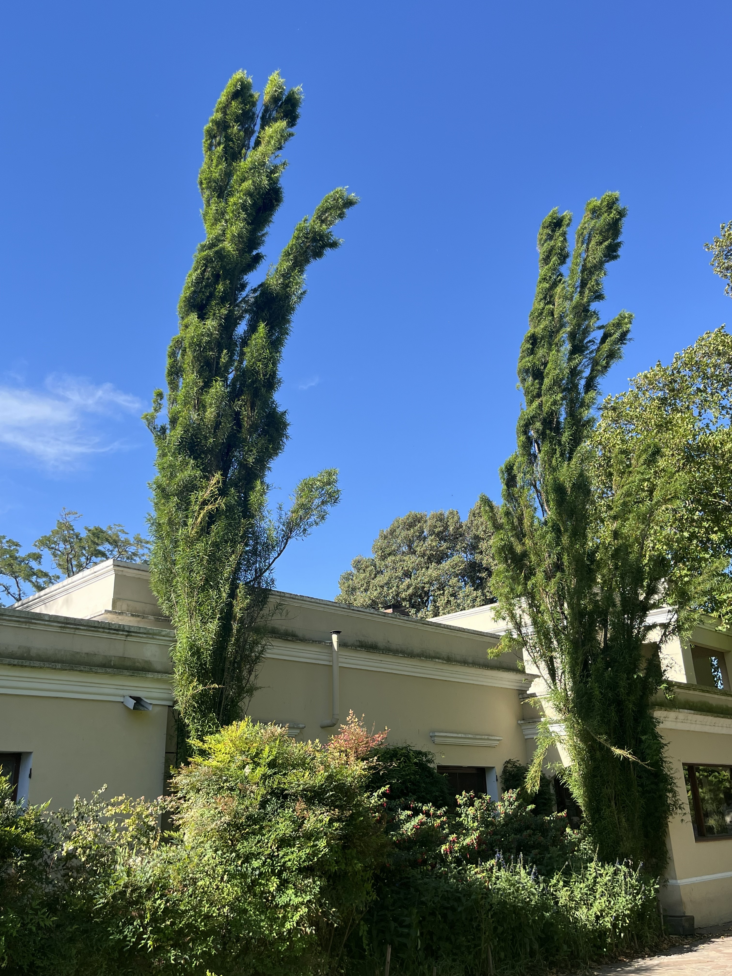 Salix humboldtiana var. fastigiata