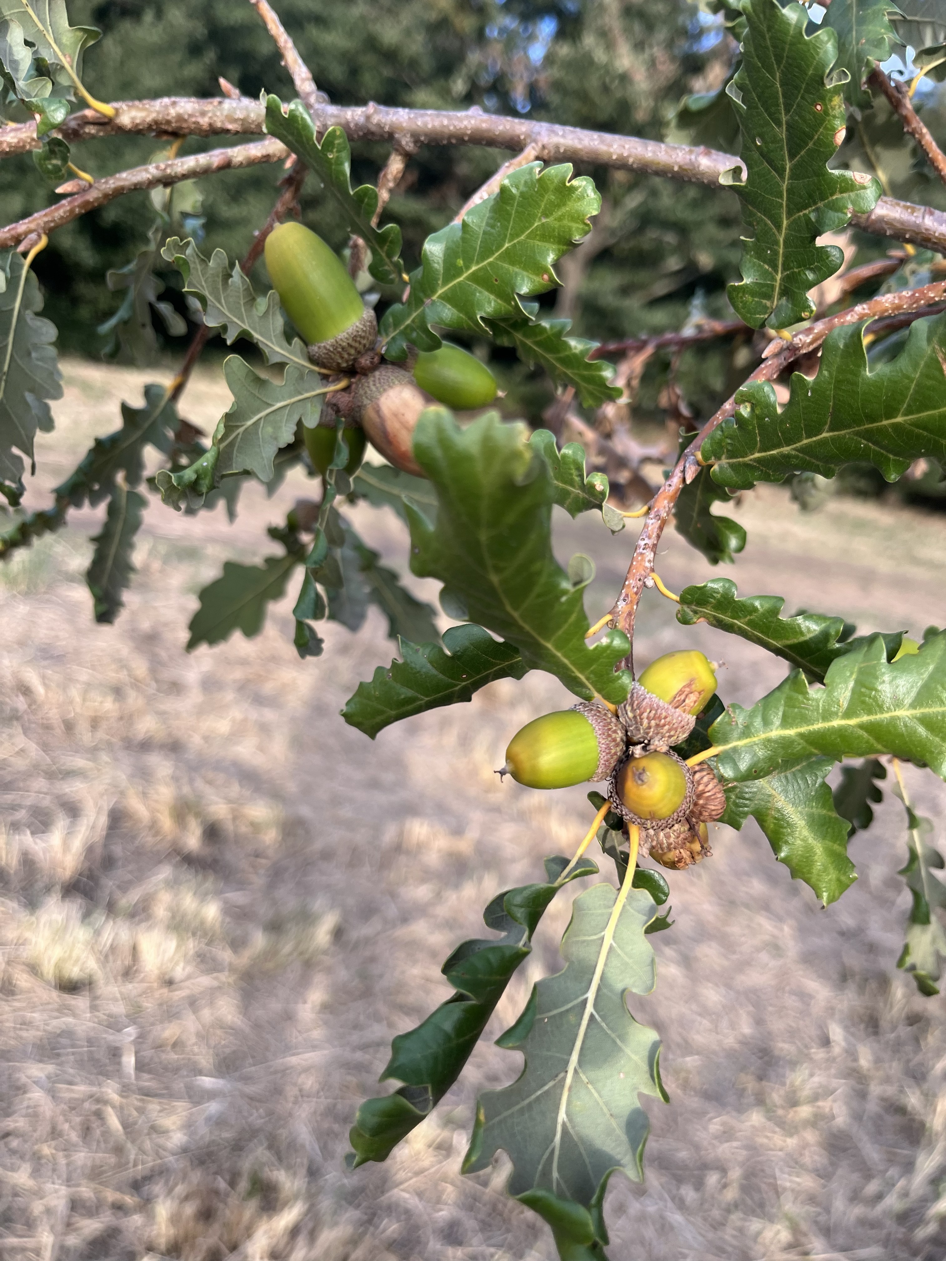Quercus ×haynaldiana
