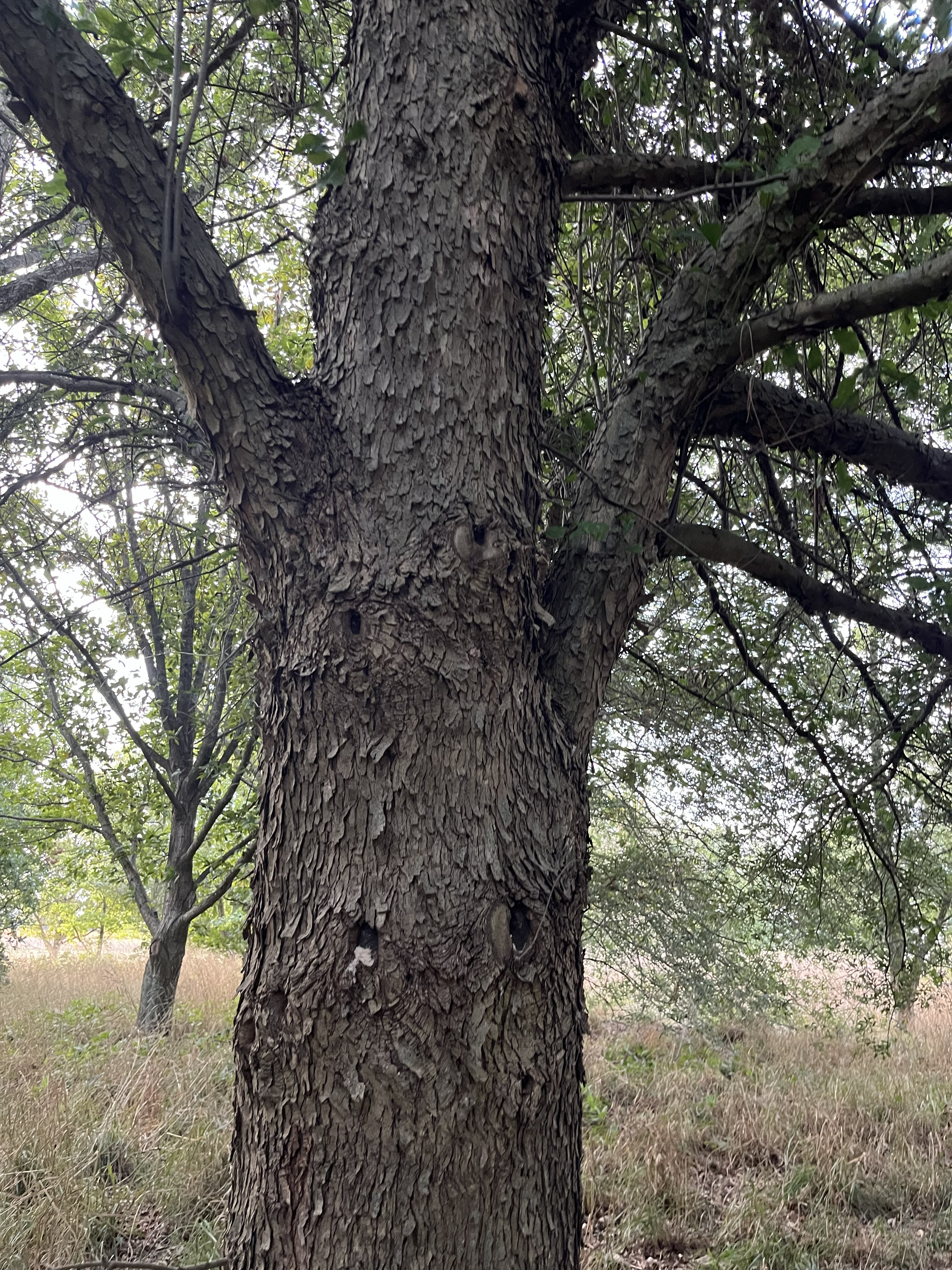 Shaggy bark of Q. austrina