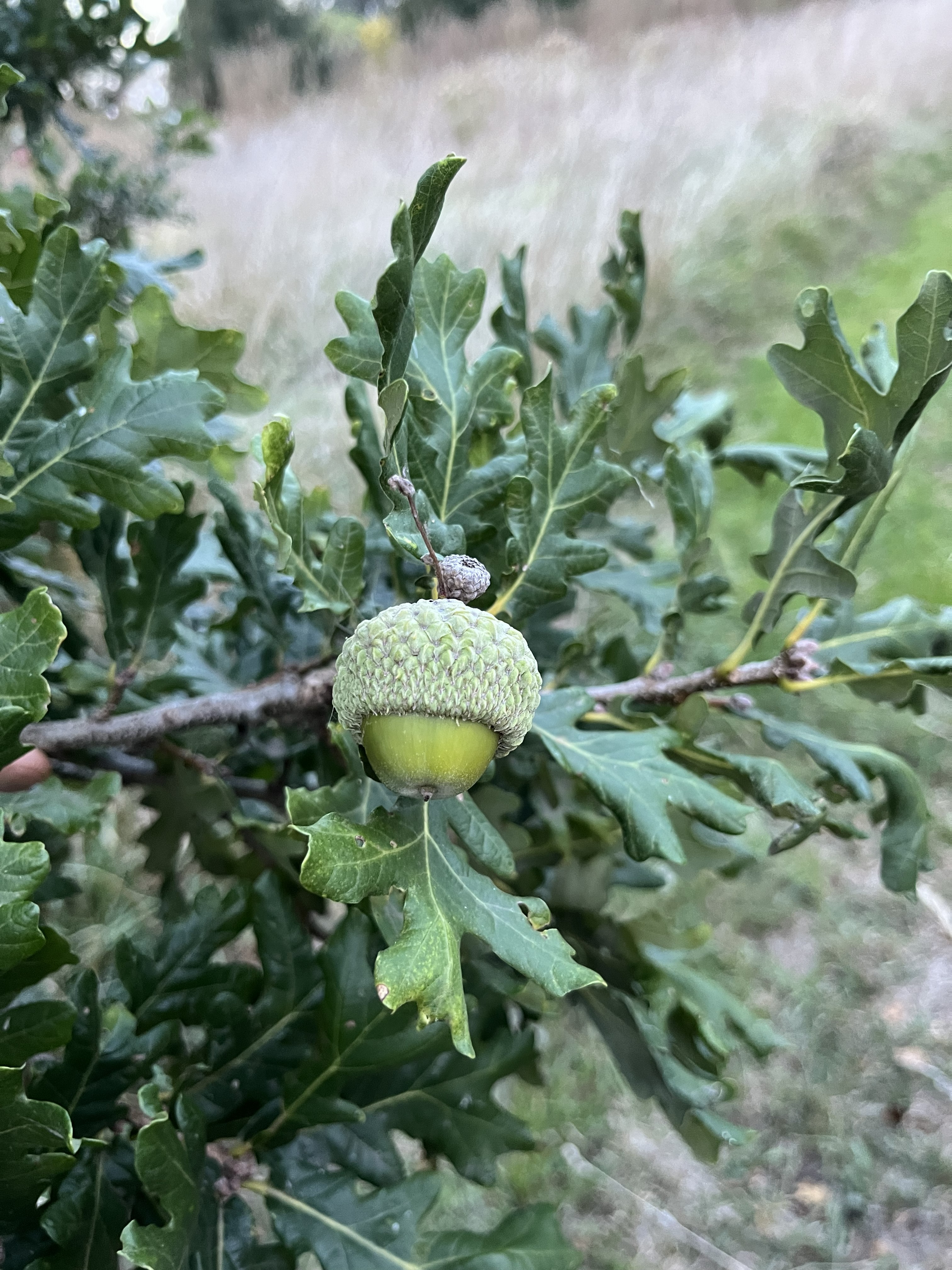 Quercus ×andegavensis