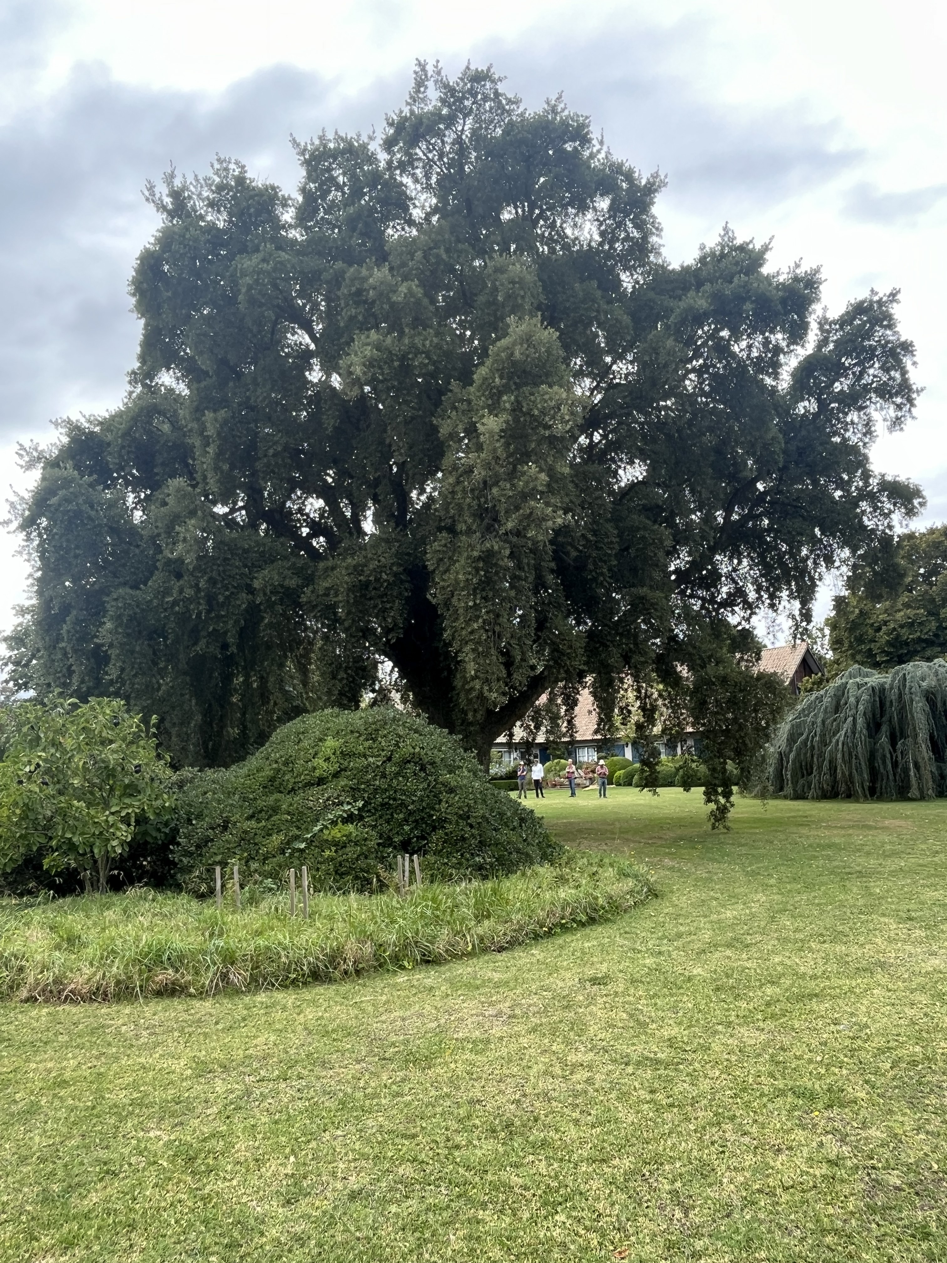 A 20-year-old Quercus suber at the Van Heden Nursery near Mar del Plata, Argentina