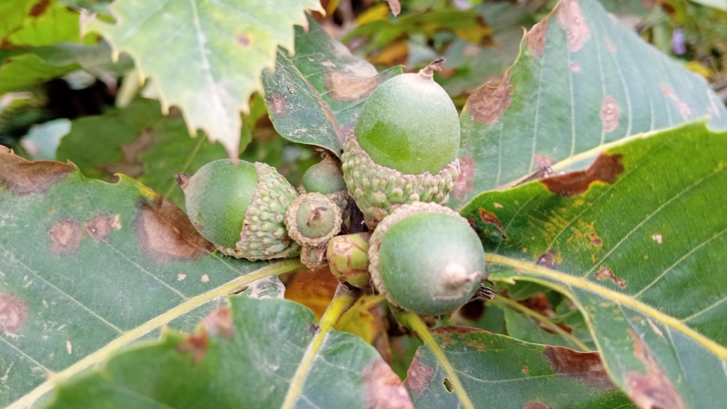 Quercus pontica acorns