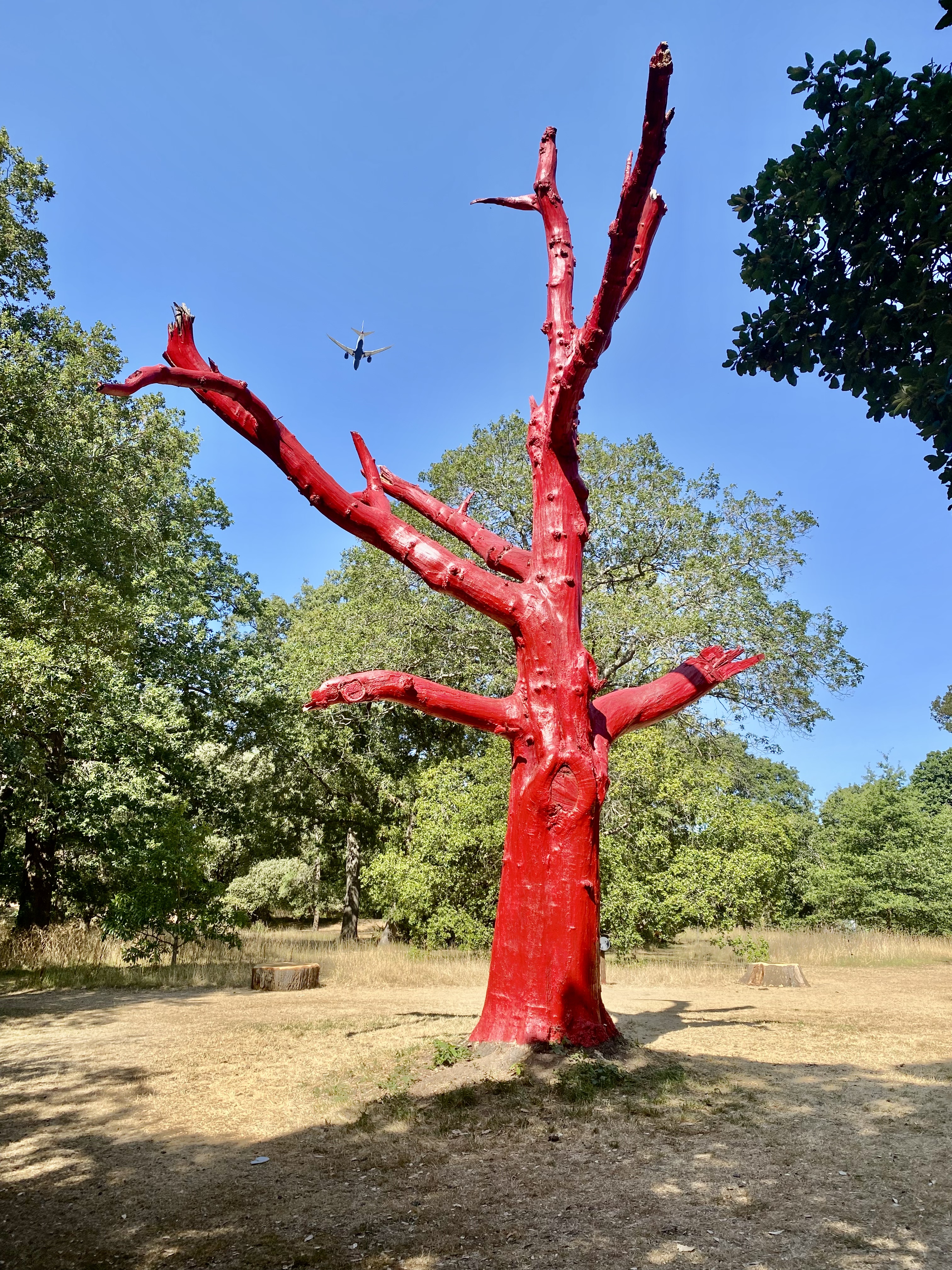 The red Red Oak at Kew