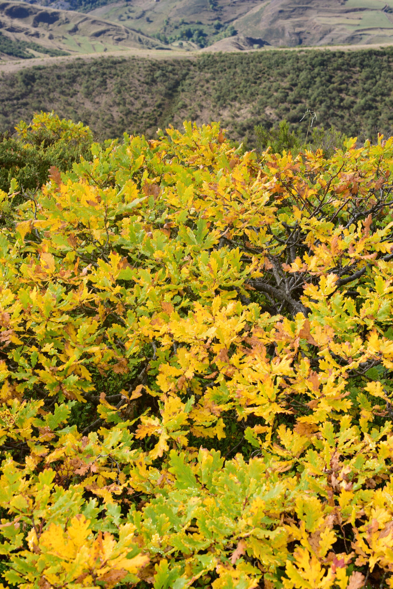 Quercus orocantabrica by Eduardo Fernández Pascual