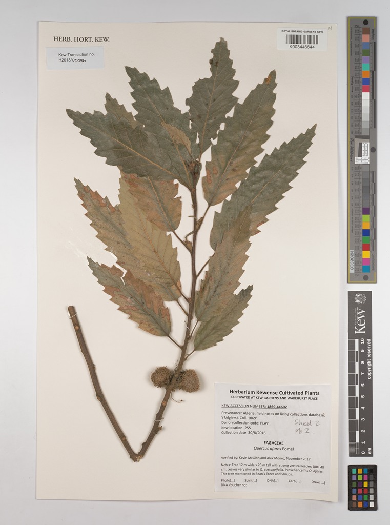 Kew herbarium specimen
