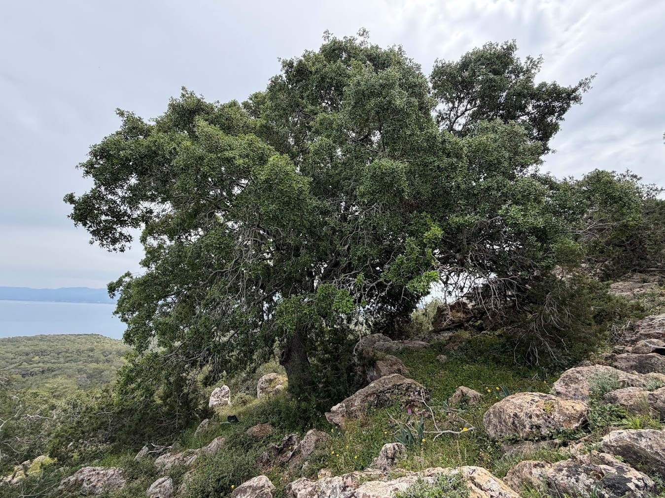 Kermes oak – CAL2504261