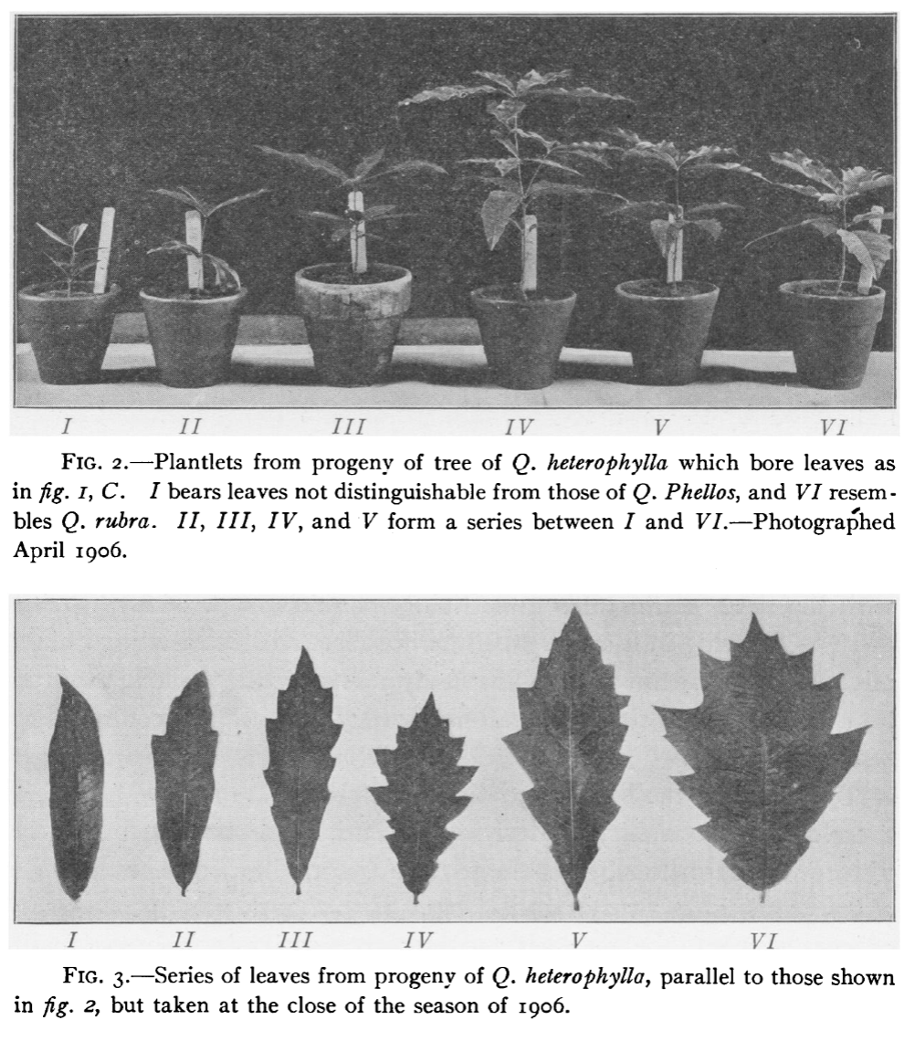 From MacDougal’s 1907 Botanical Gazette article investigating the "Bartram Oak” (Quercus heterophylla), a putative 2nd generatio