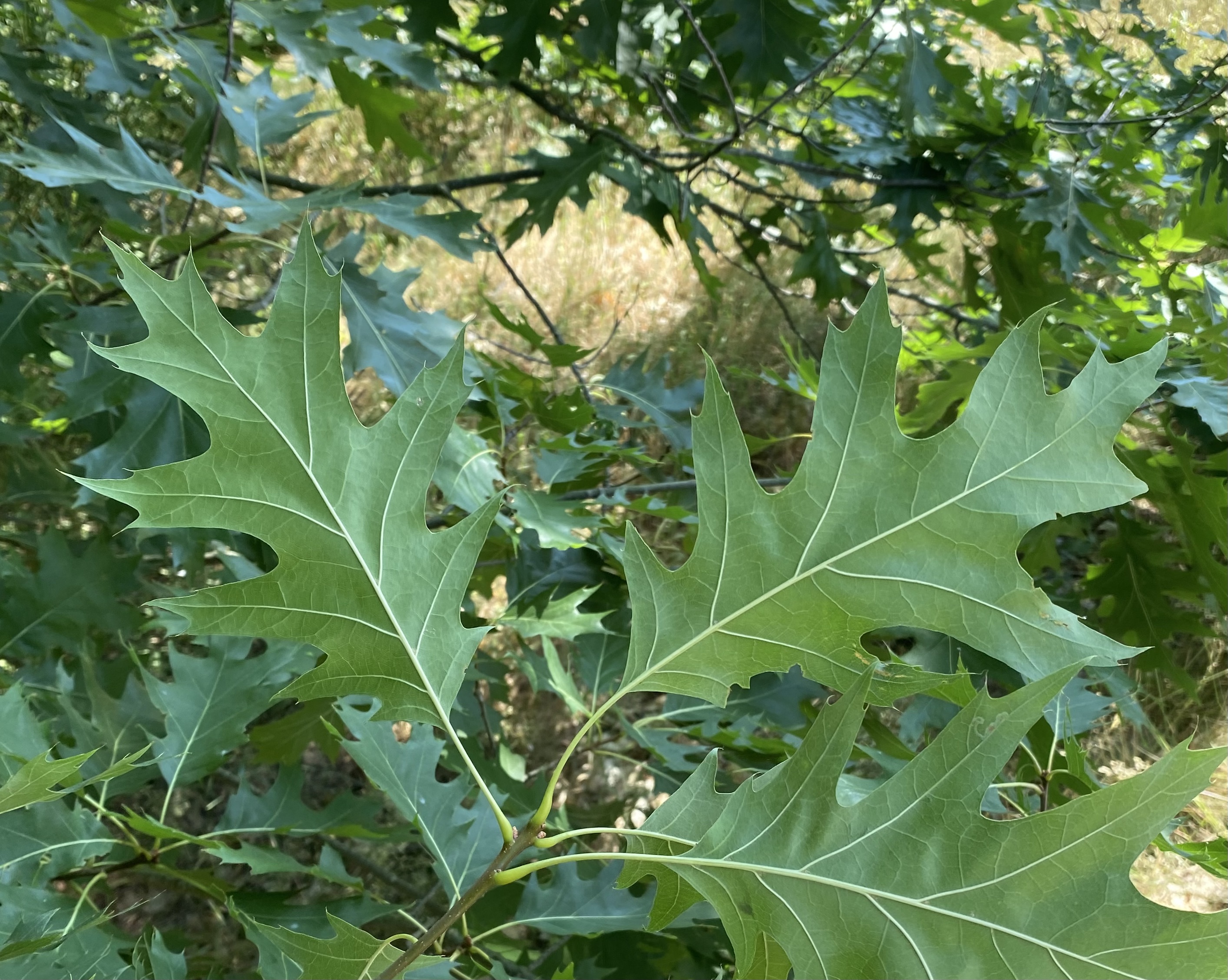 Glabrous undersides (c) James MacEwen