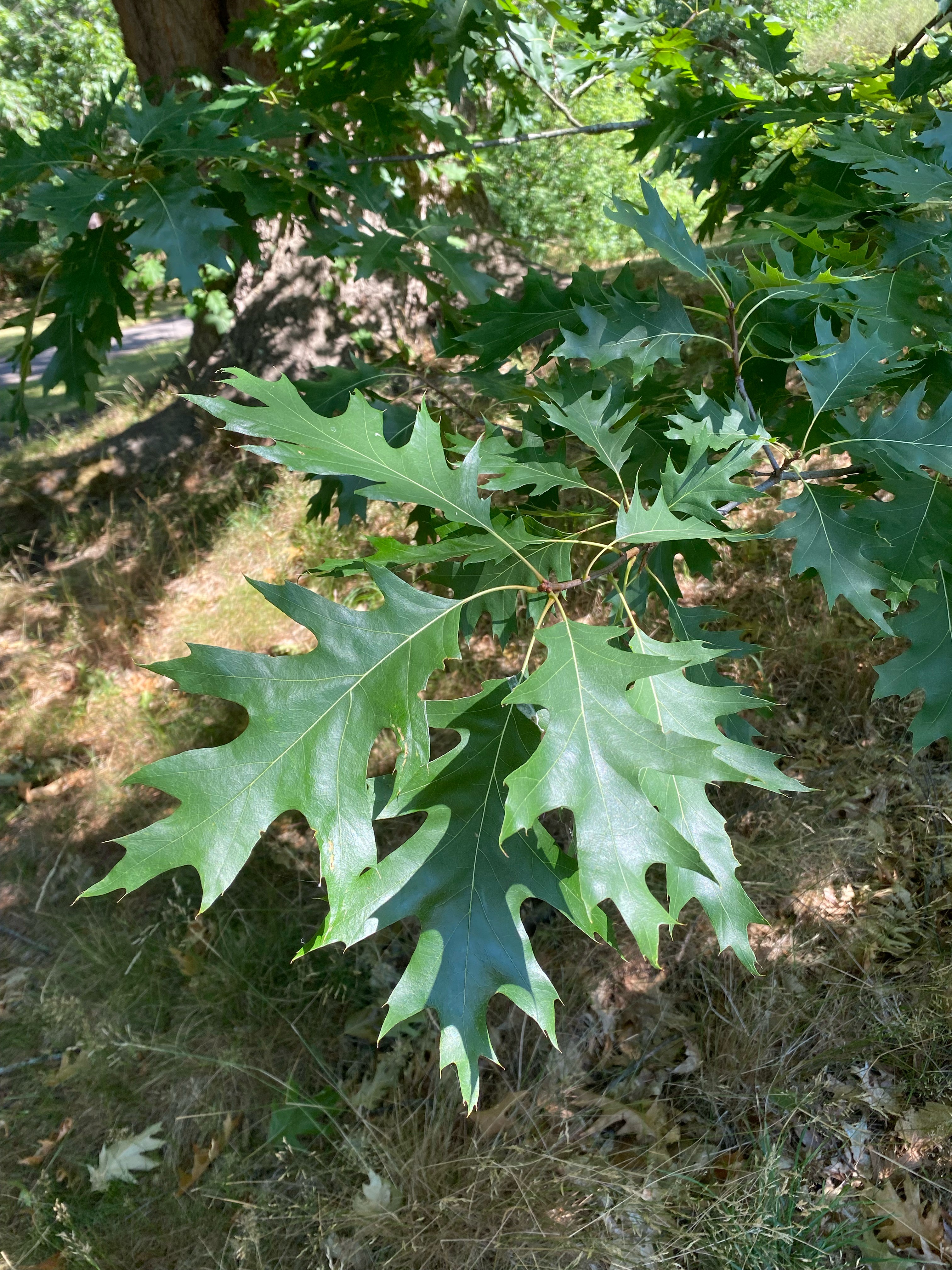 Summer foliage (c) James MacEwen