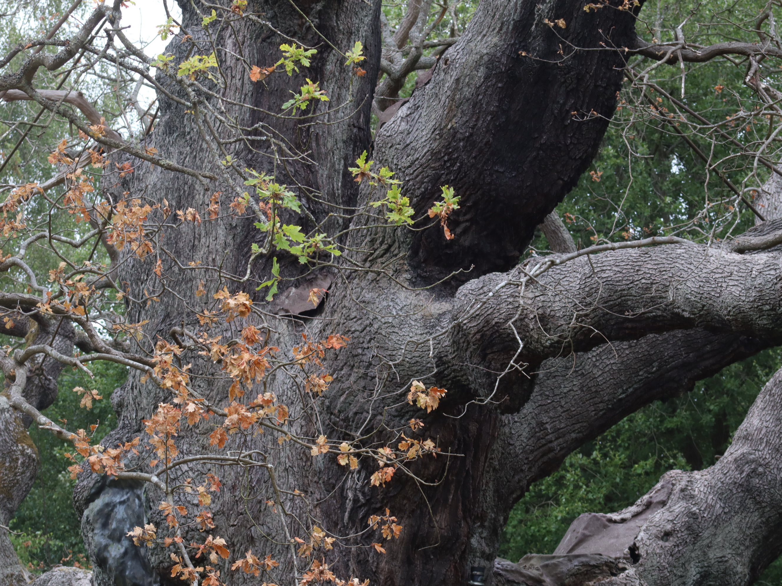 Leaves on the Major Oak on 15th July 2025. © Rob James