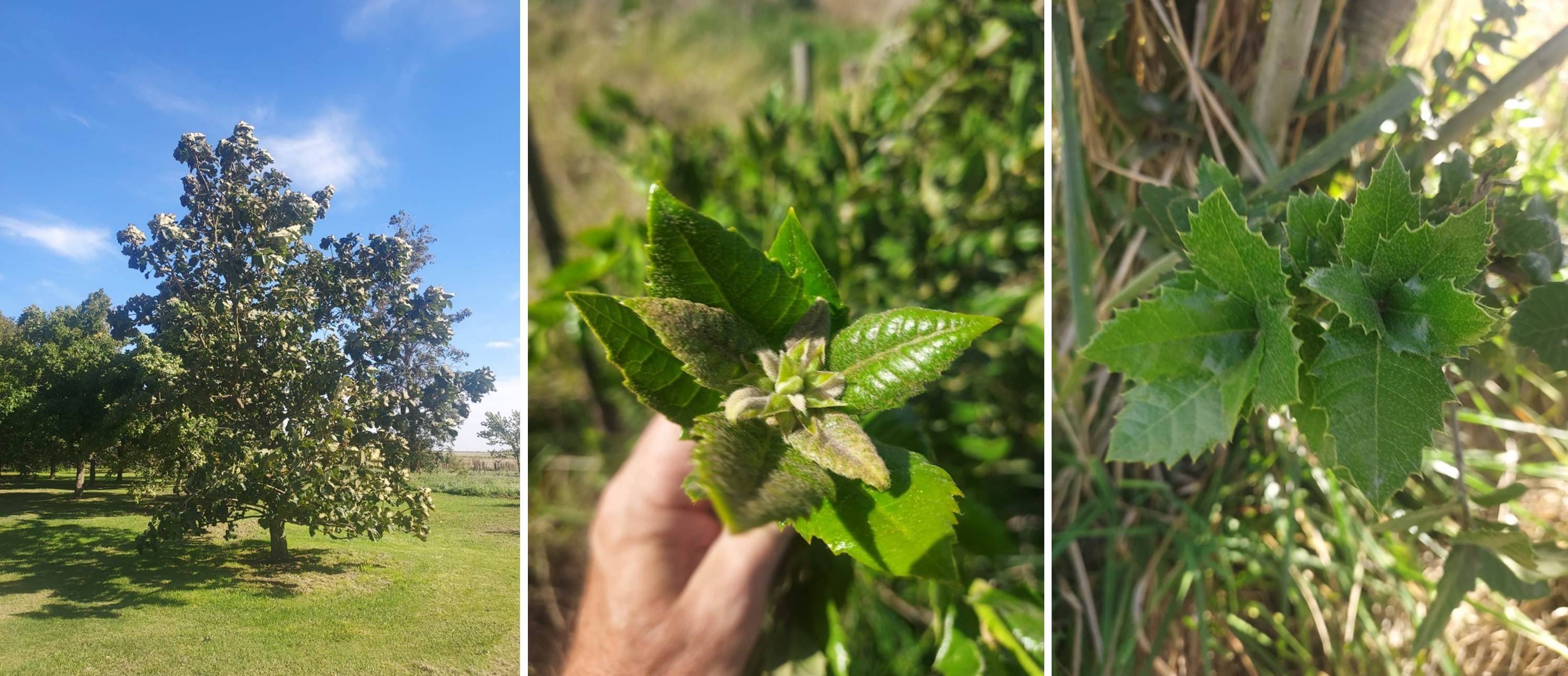 Quercus dentata and Q. tomentella at Los Nogales