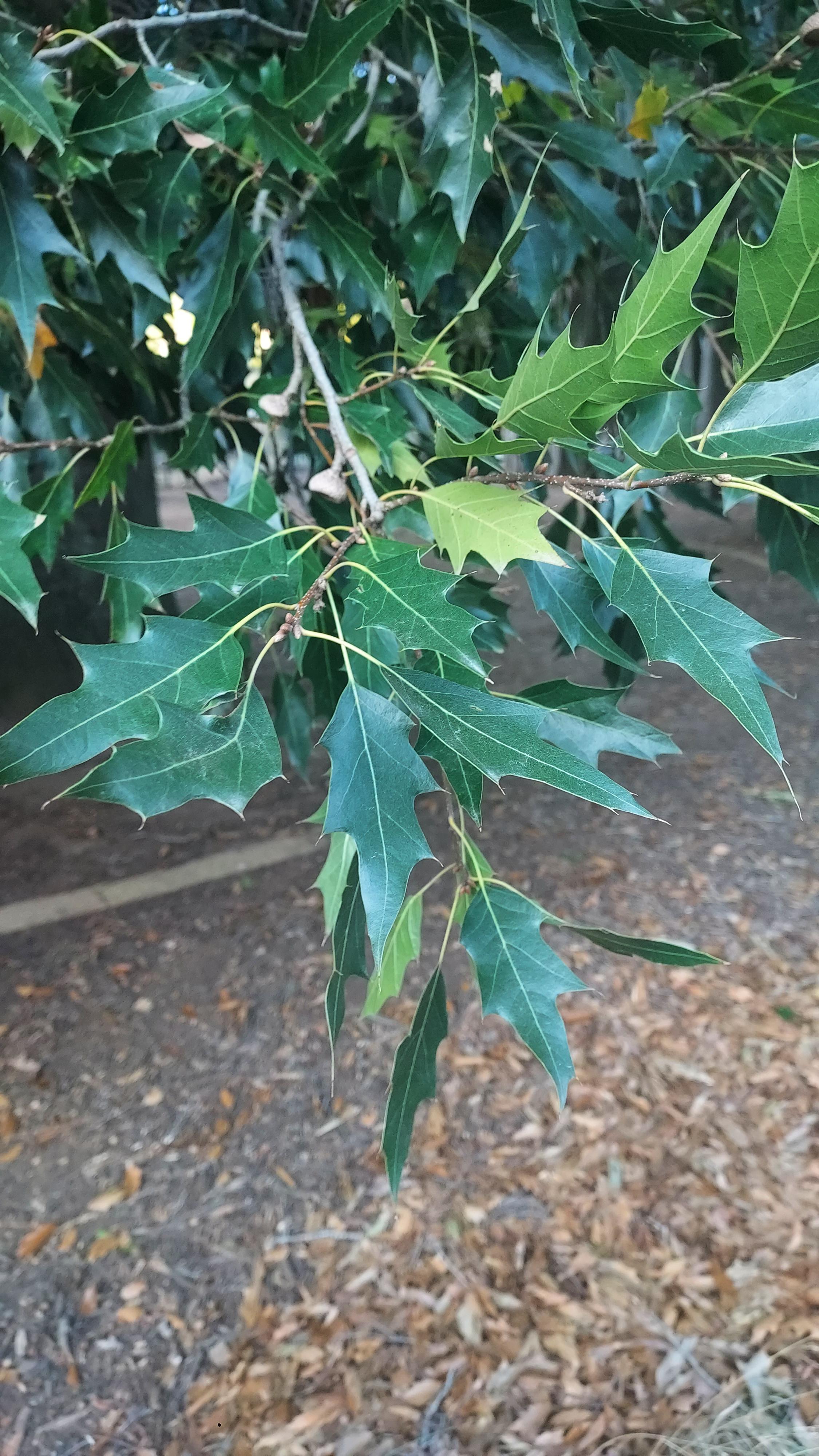 The intriguing "Macedon oak" at Kallista Village