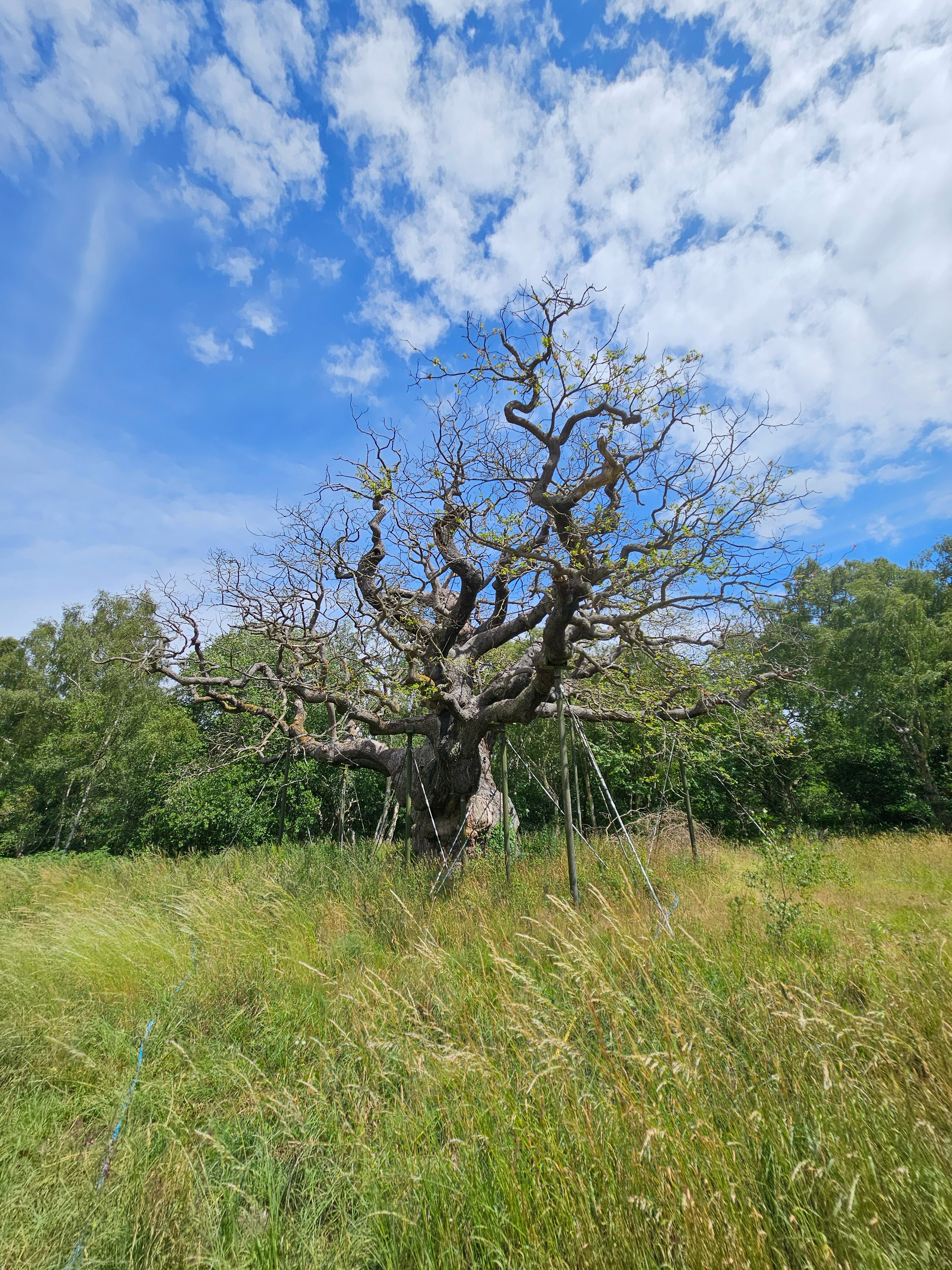 The Major Oak in June 2025. © Chloe Ryder.