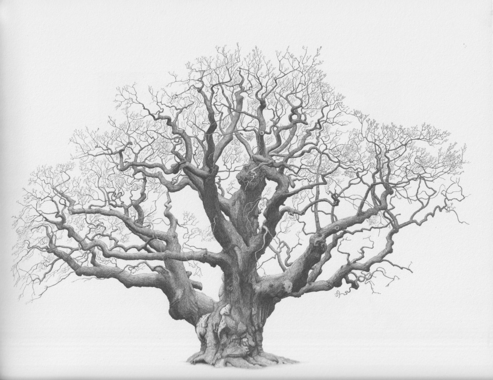 Major Oak by Mark Frith