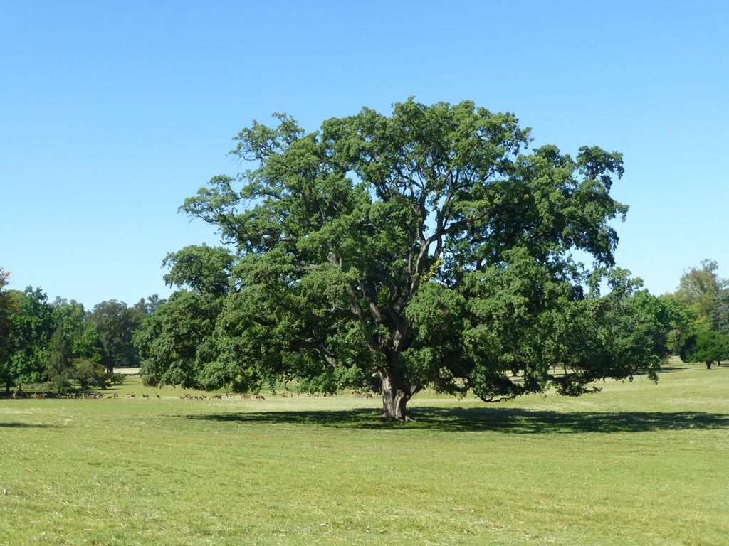 Quercus suber at Parque Anchorena, Uruguay, 2013 (c) Roderick Cameron