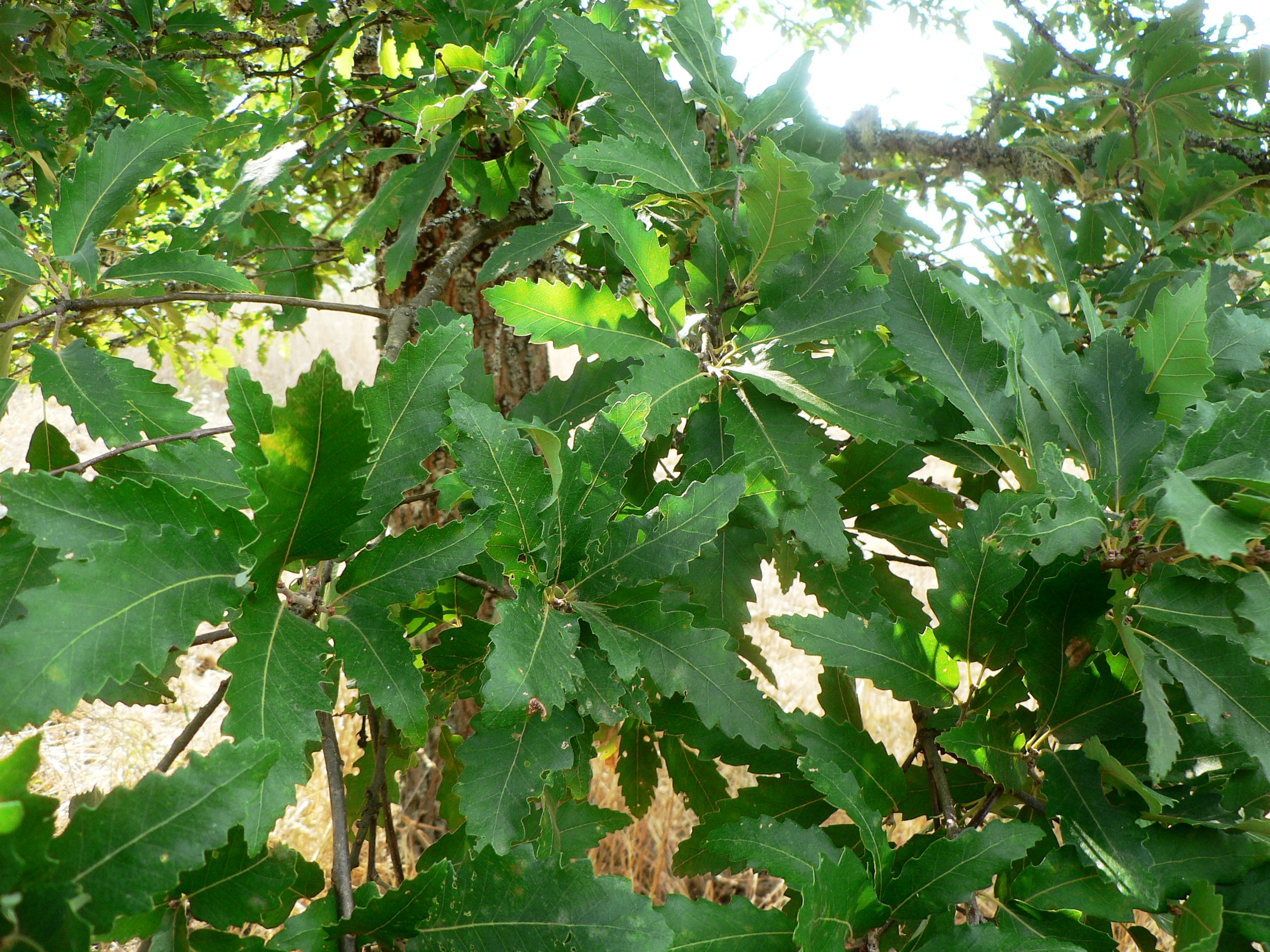 Quercus afares foliage Pouyouleix